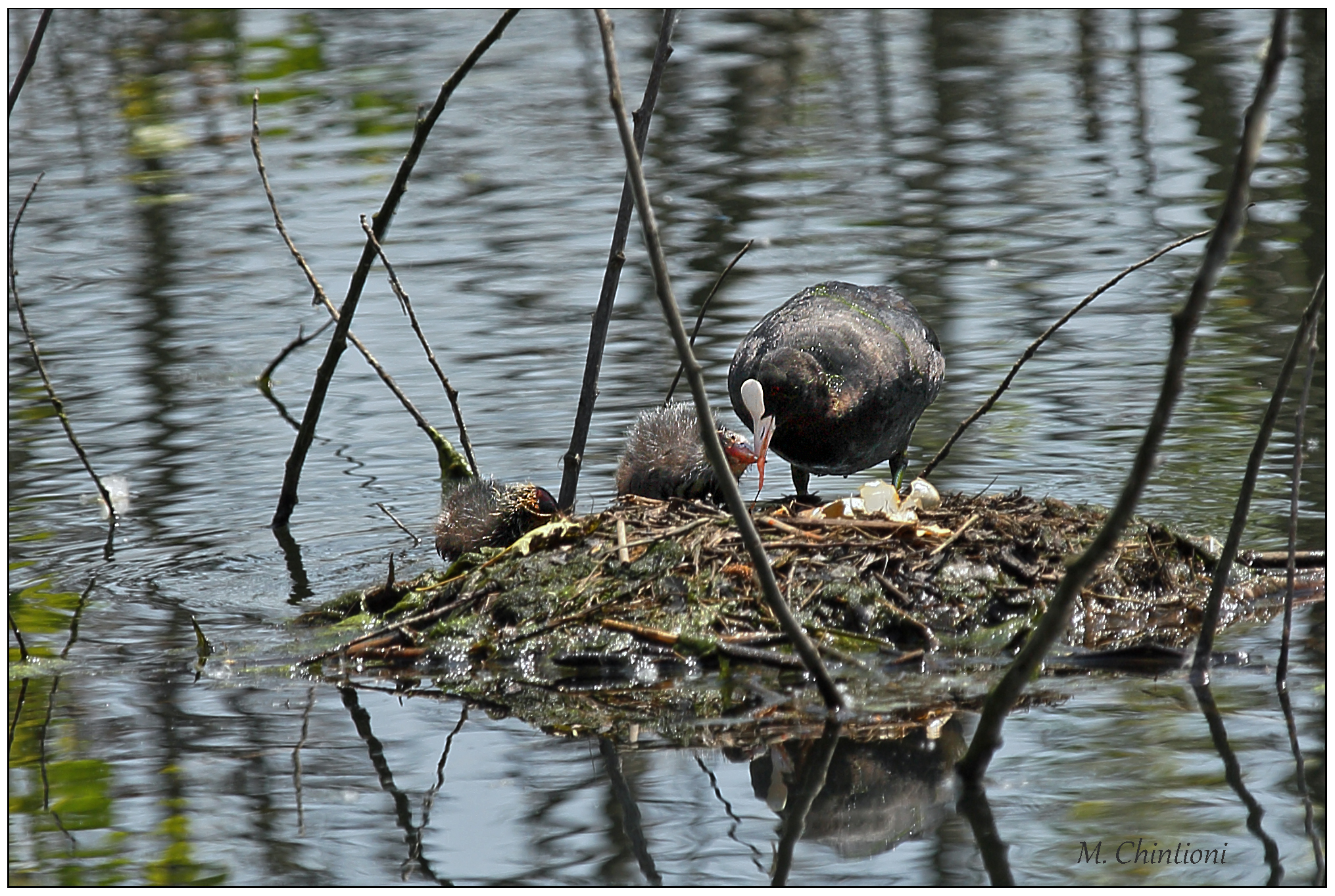 ... X ... dinner of eggs Grebe