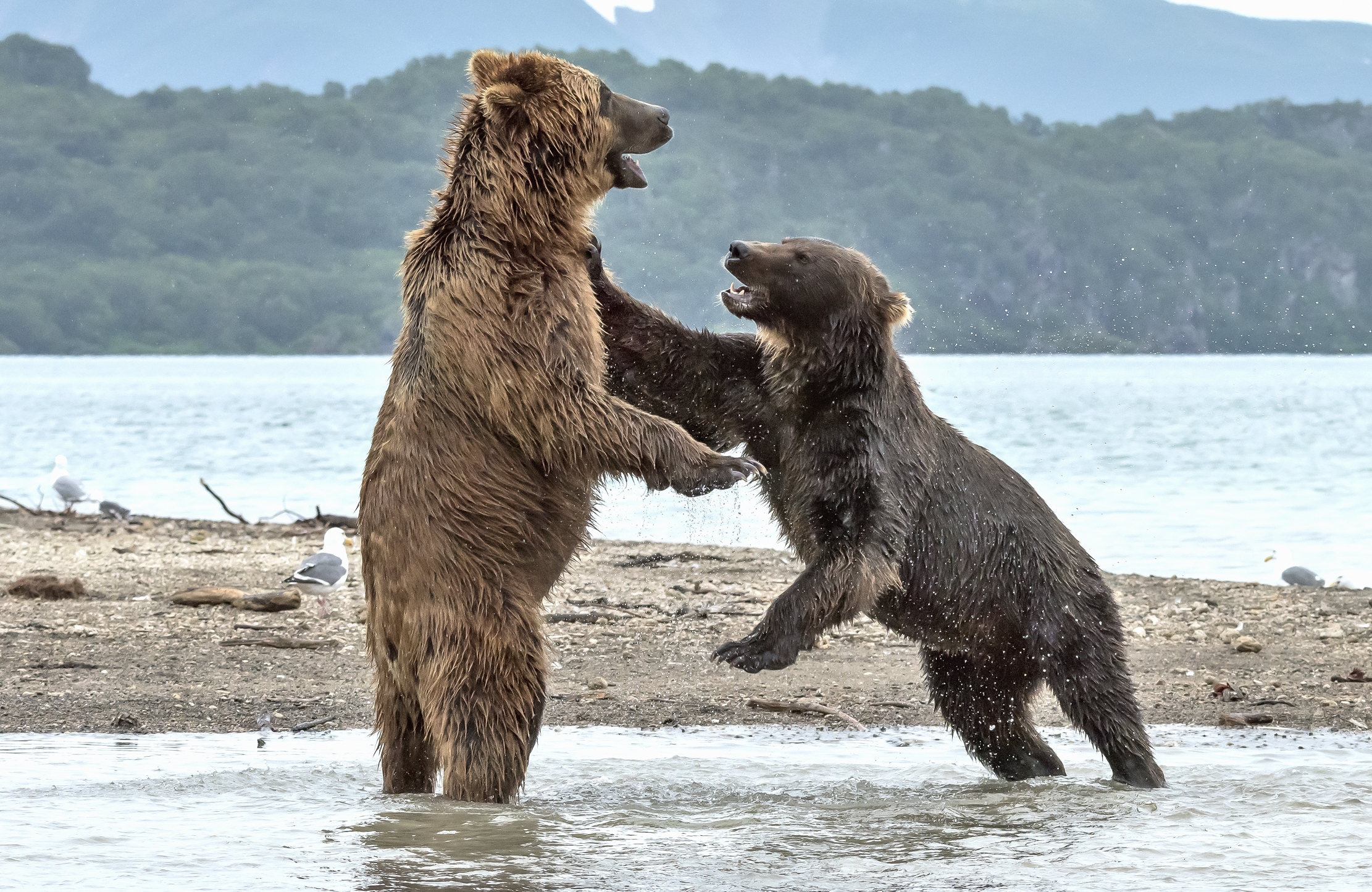 Kamchatka 2016 - Spintoni