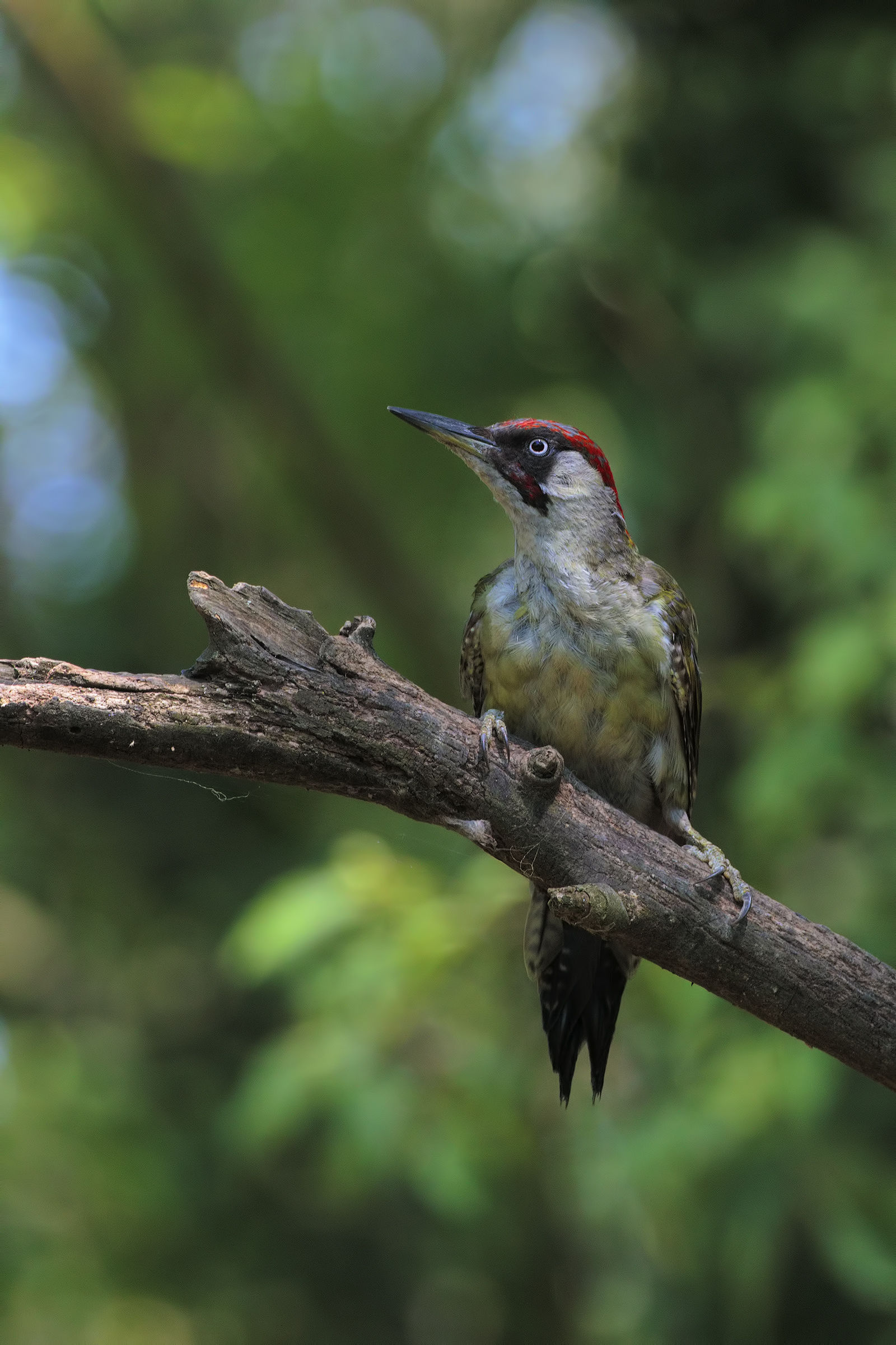 green woodpecker