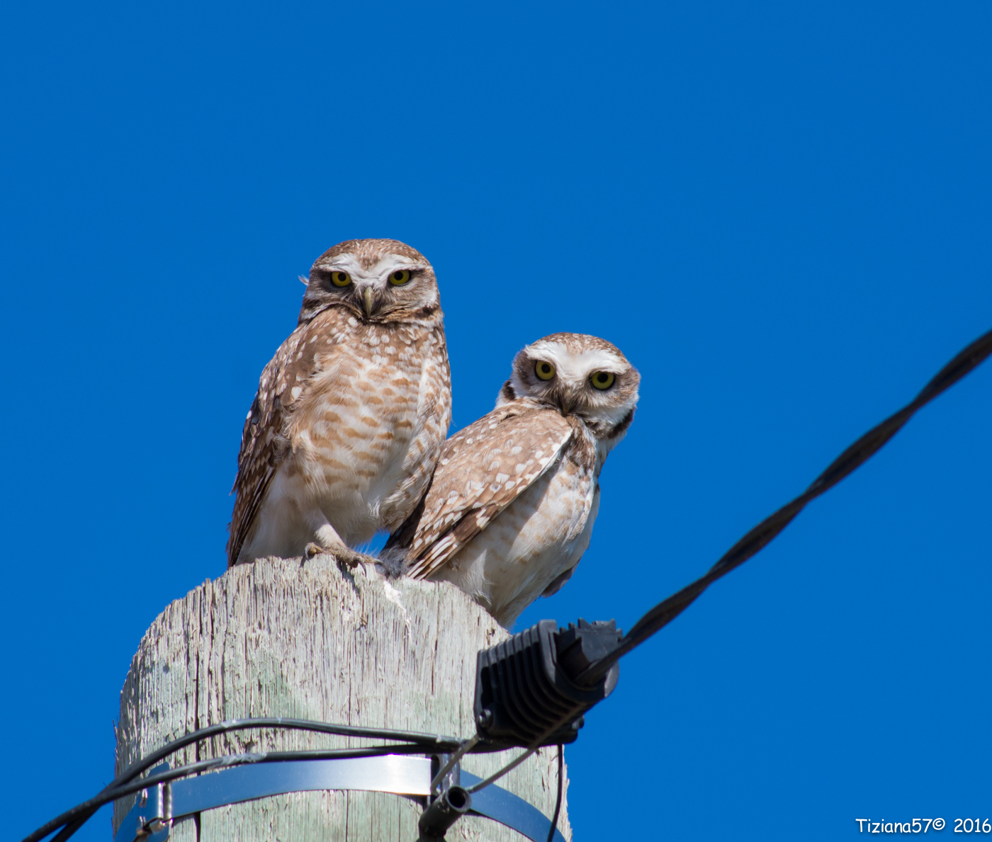 Burrowing Owl