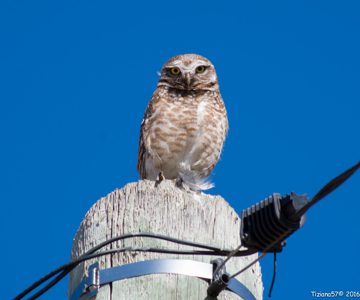 Burrowing Owl