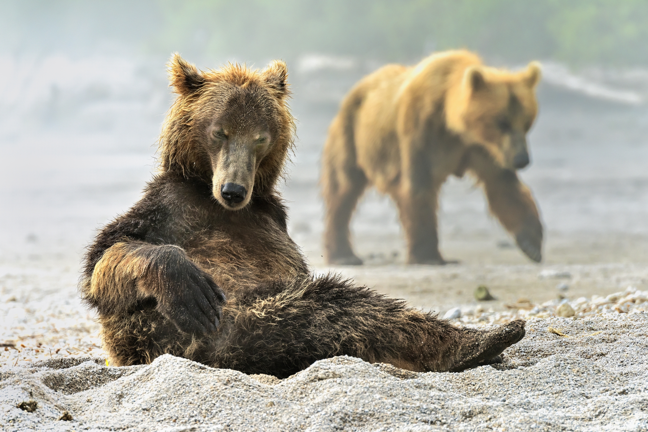 Kamchatka 2016 - Lasciva