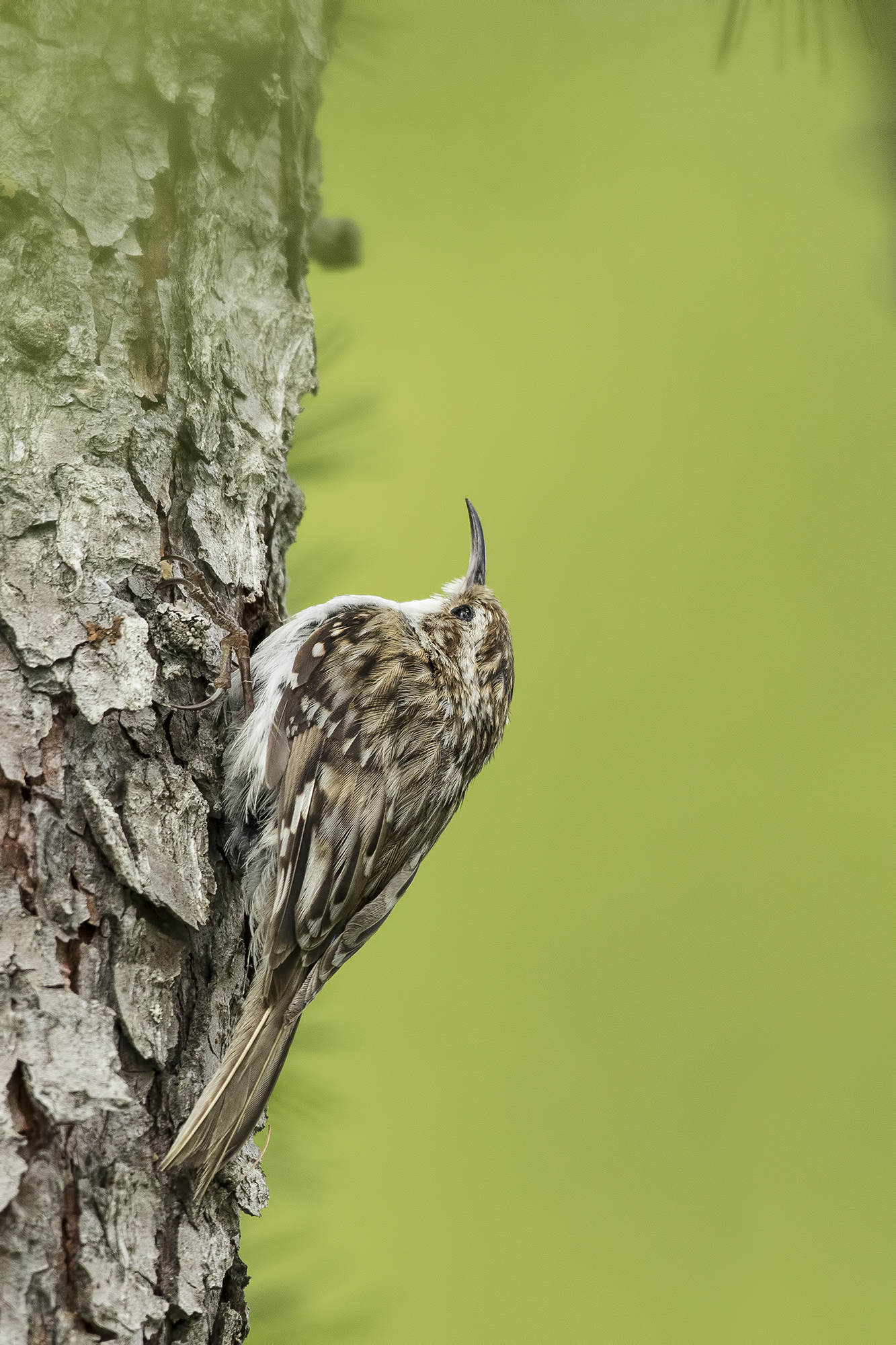treecreeper