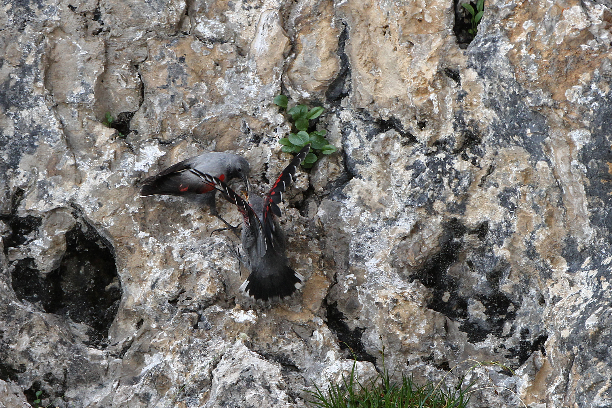 Picchio muraiolo - cure parentali