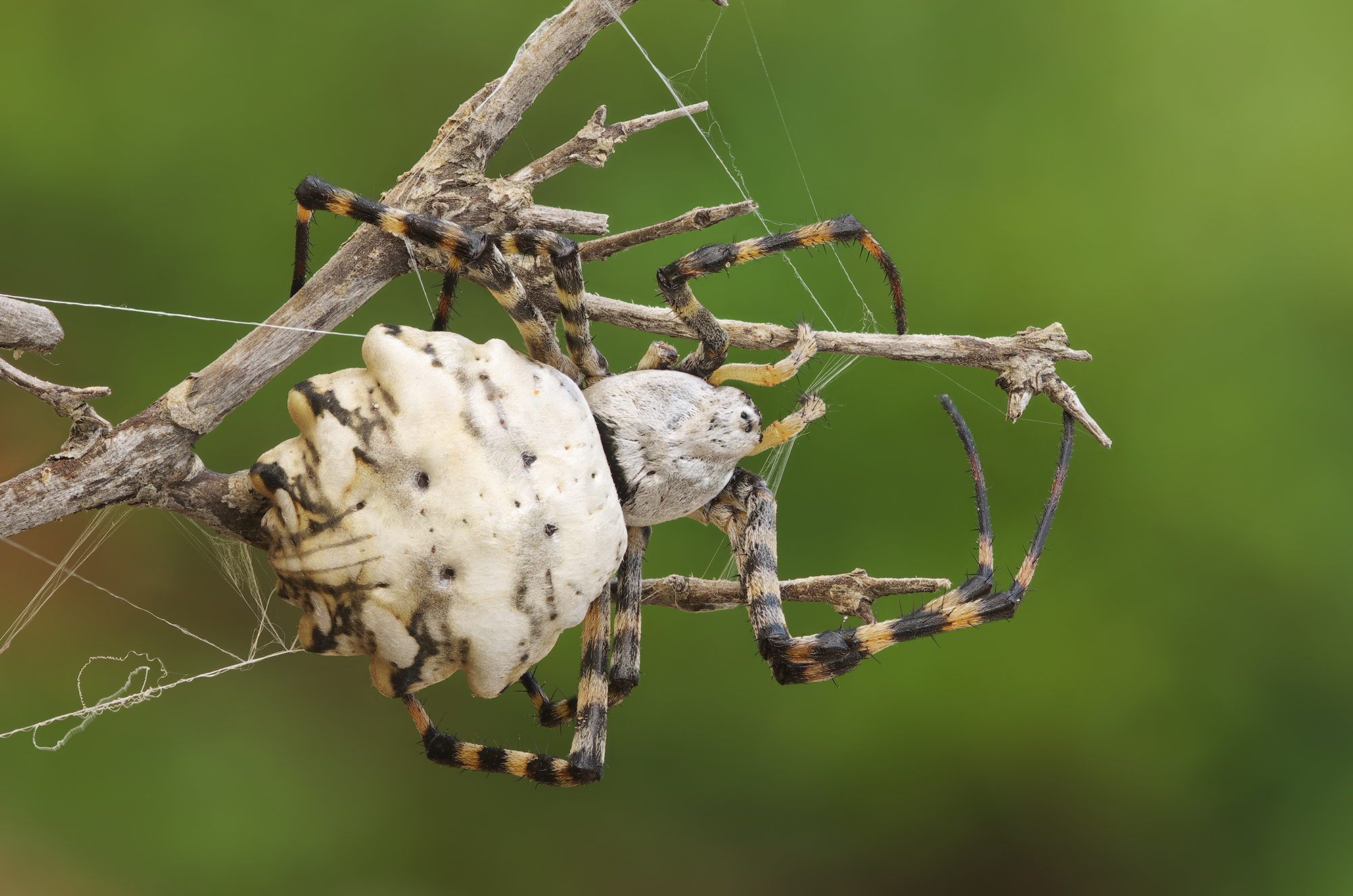 Argiope lobata