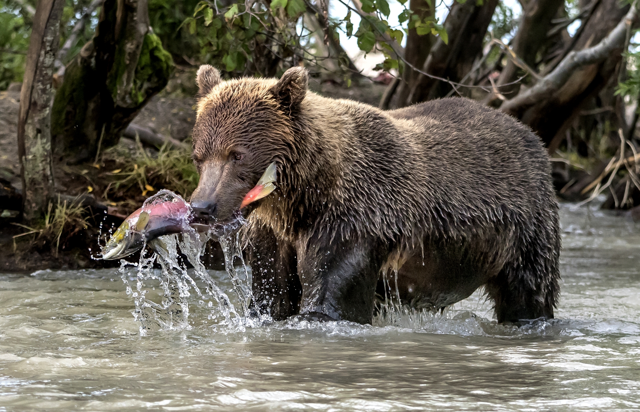 Kamchatka 2016 - Predation