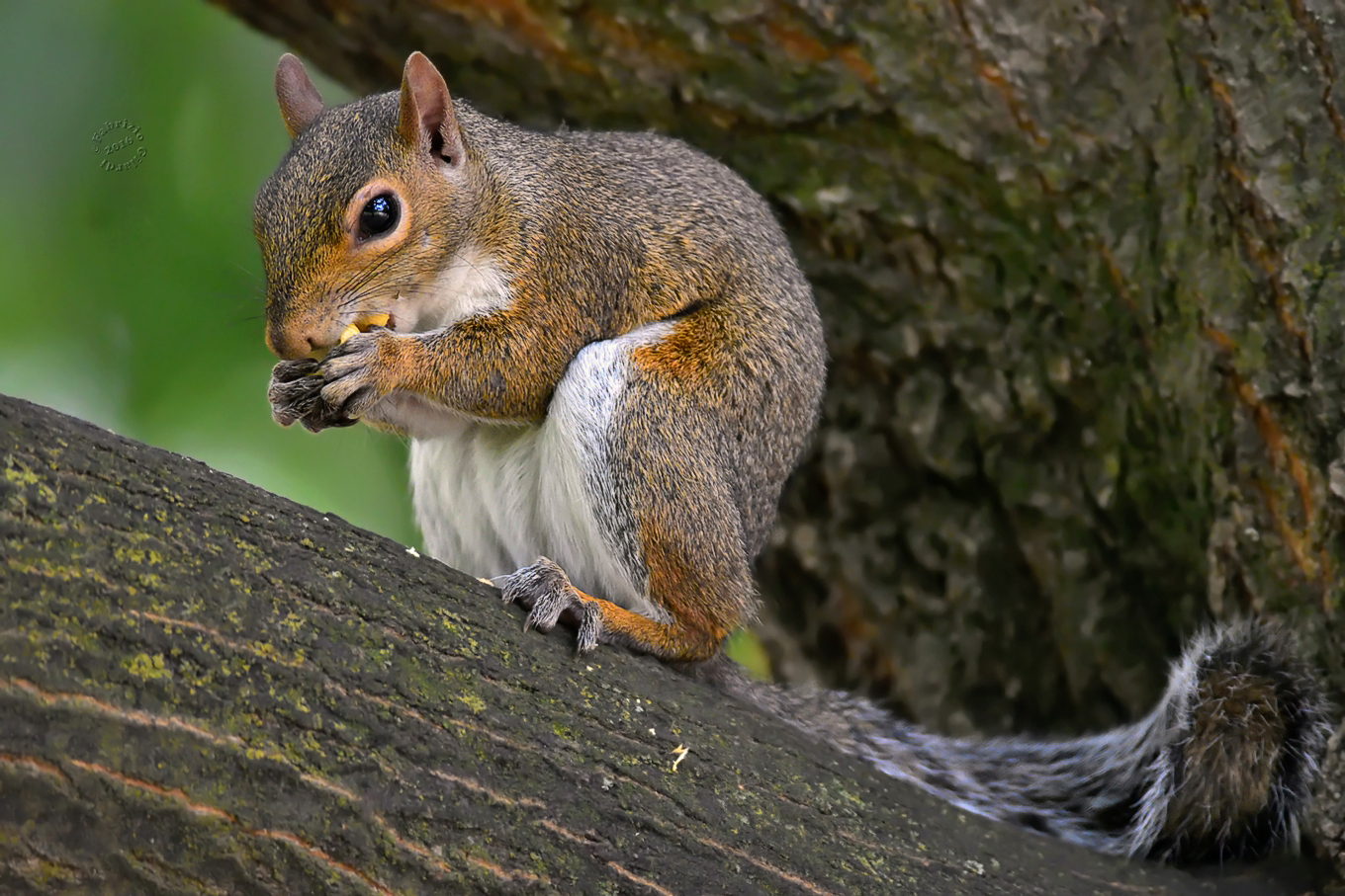 gray squirrel (Sciurus carolinensis)
