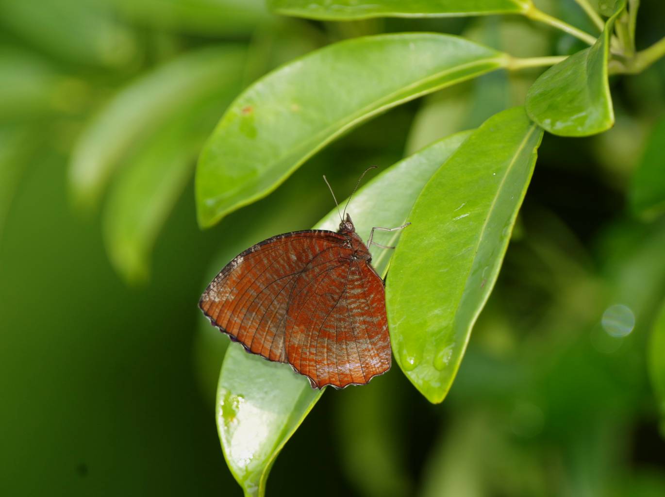 Elymnias Ipermestra hainana (Moore, 1878)