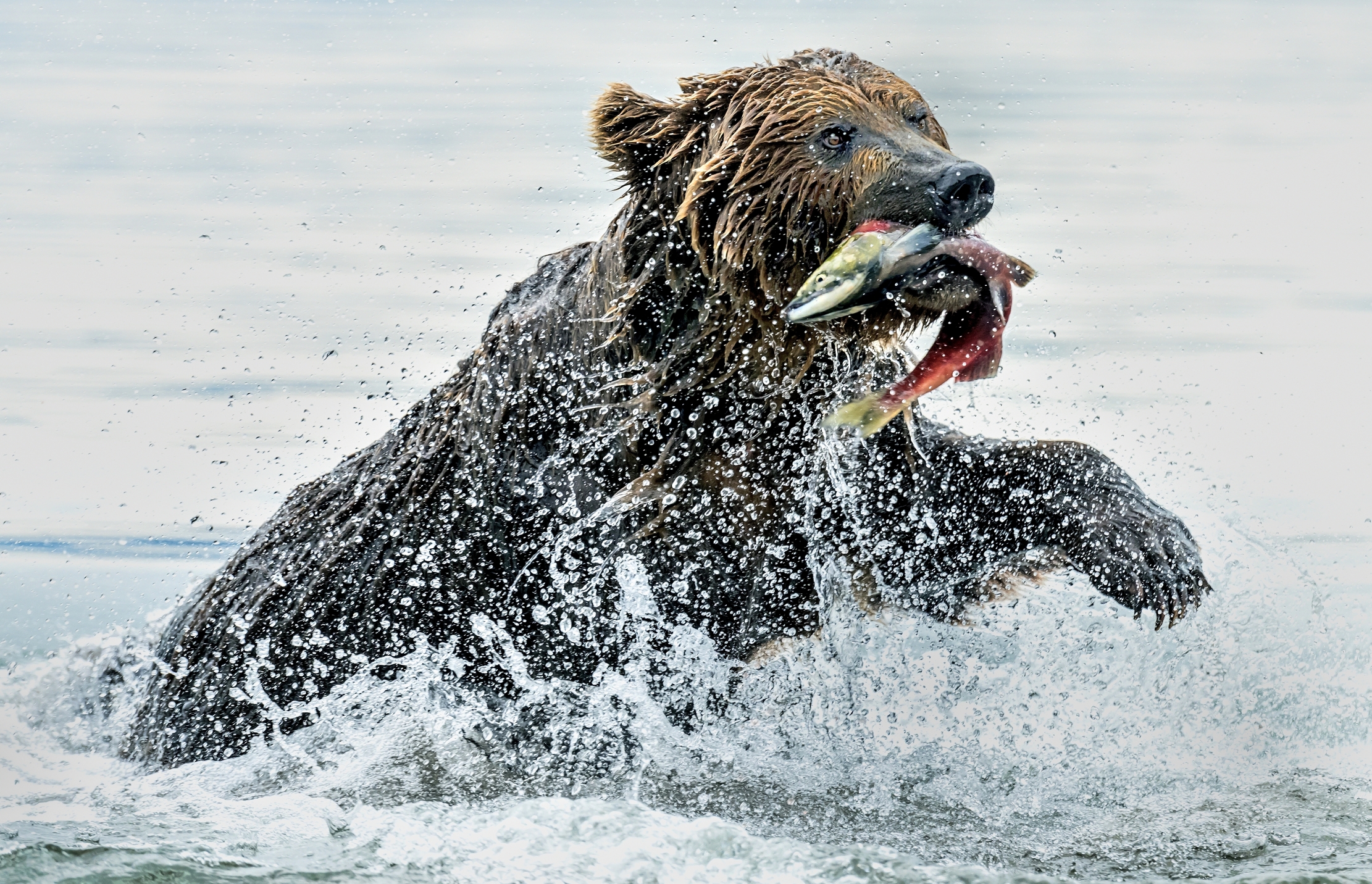 Kamchatka 2016 - Pescato
