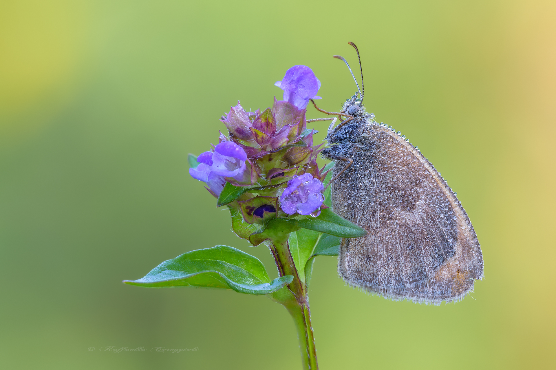 Coenonympha pamphilus