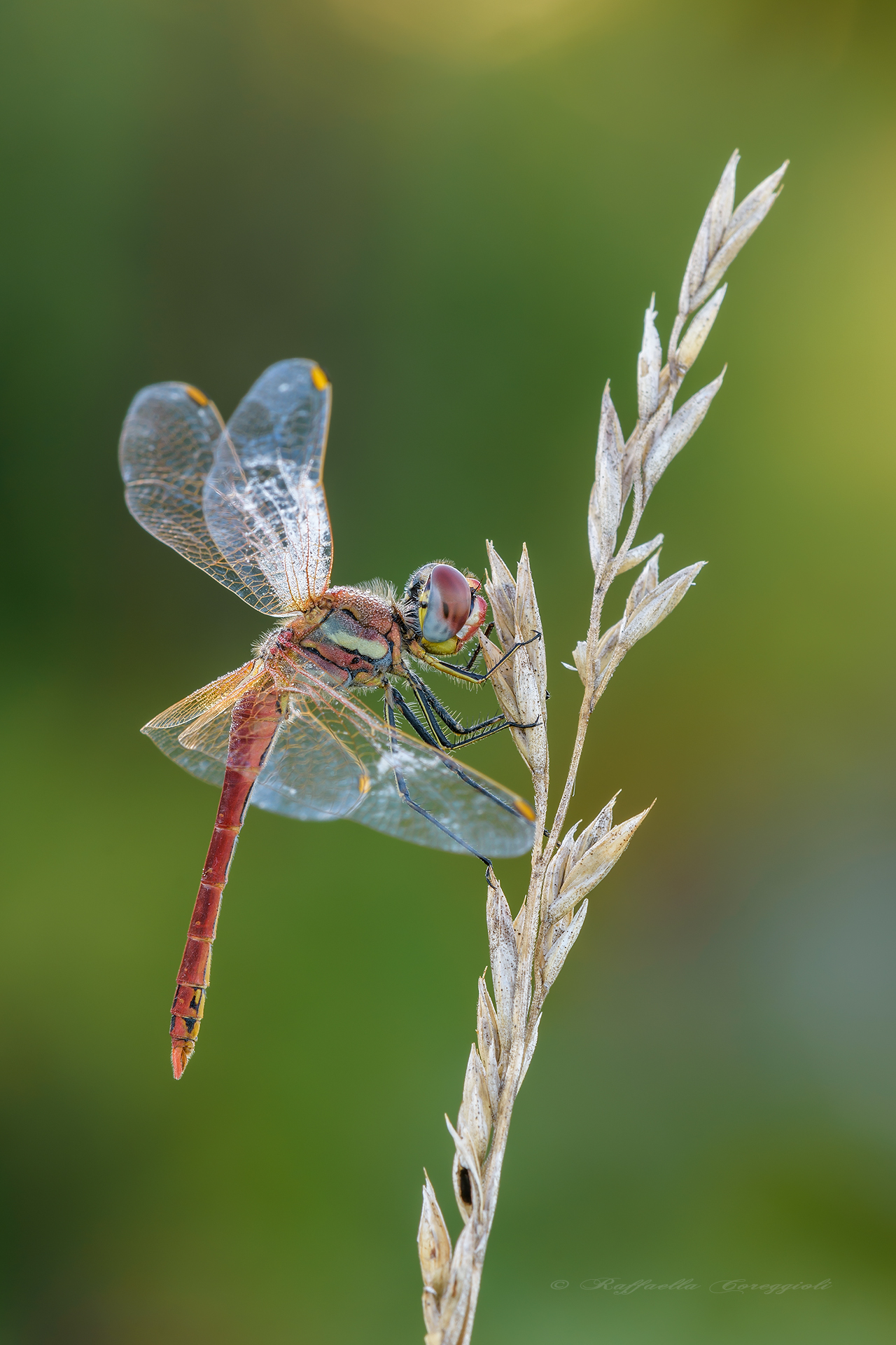 sympetrum fonscolombii