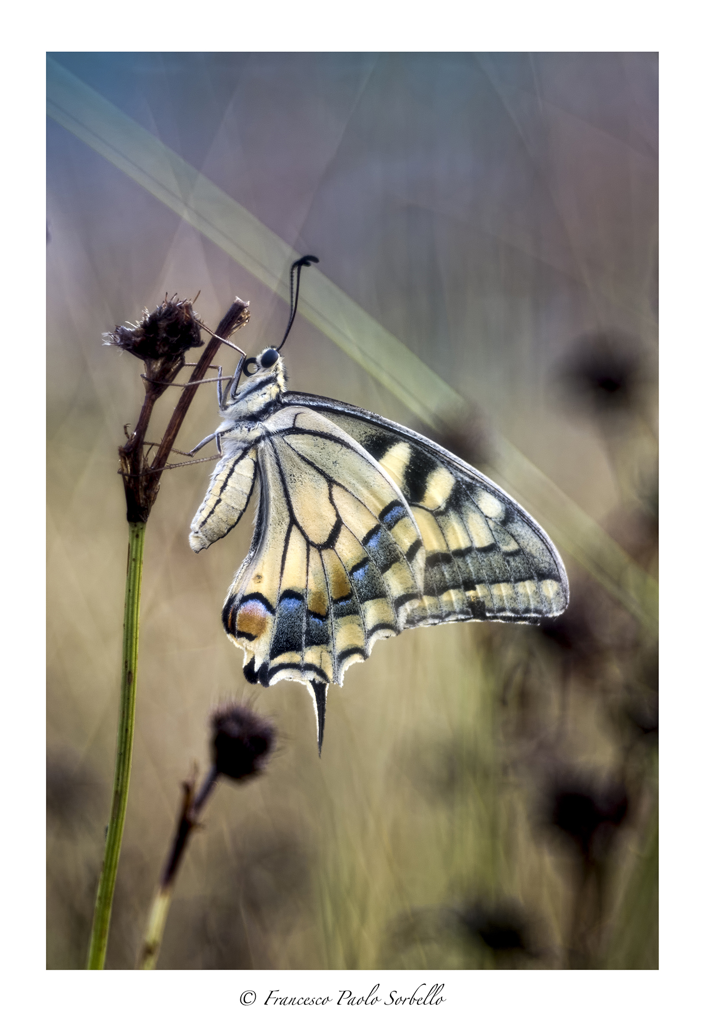 Papilio machaon