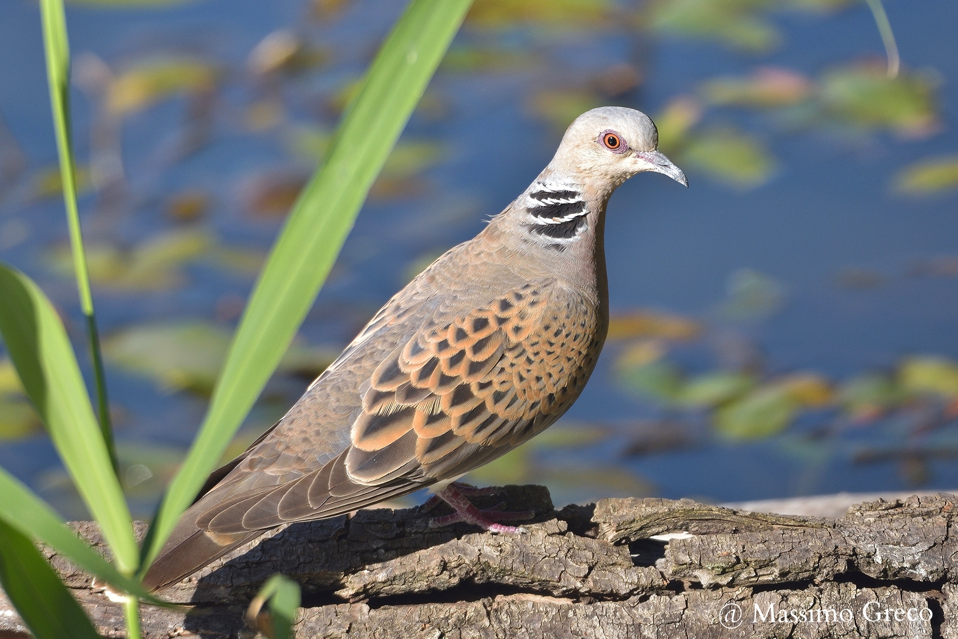 Tortora selvatica o comune (Streptopelia turtur)