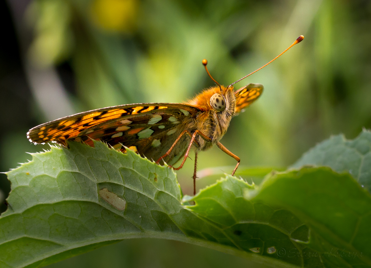 Der Kaisermantel (Argynnis paphia)