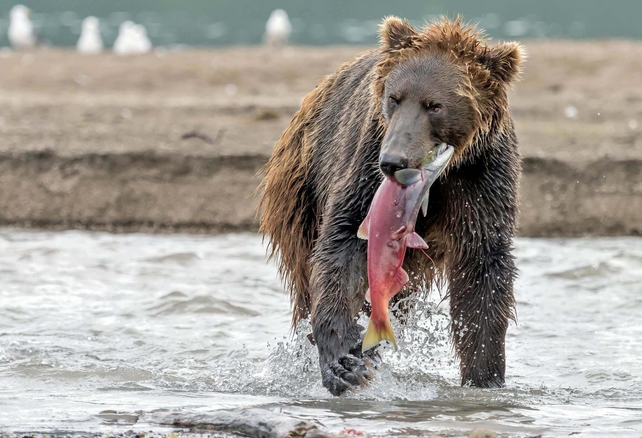 Kamchatka 2016 - Con la preda