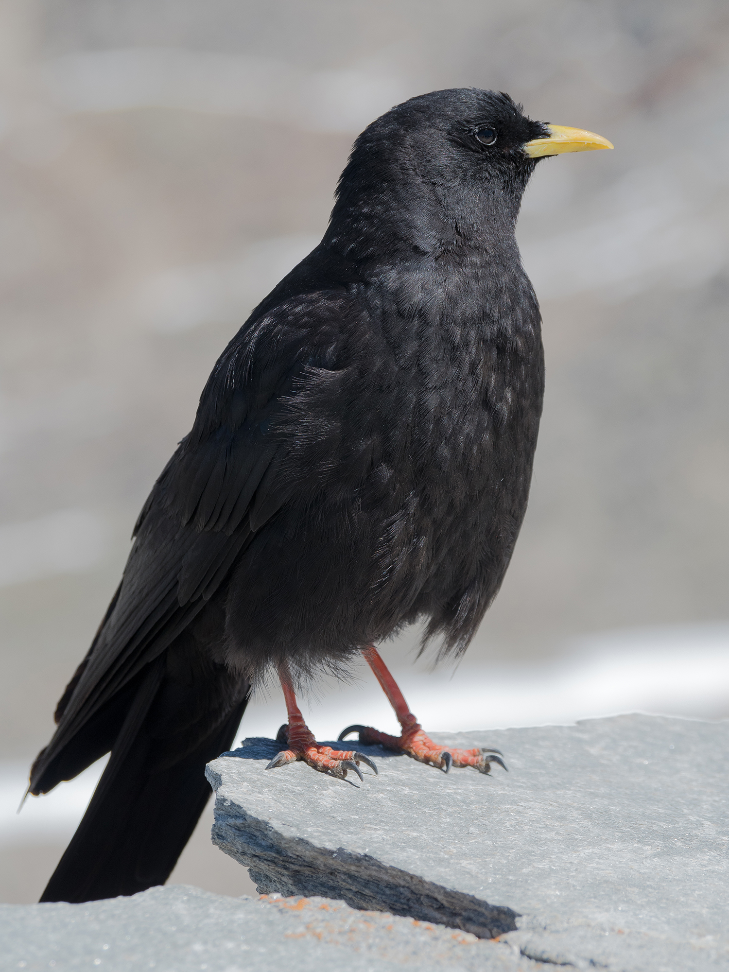 Alpine chough