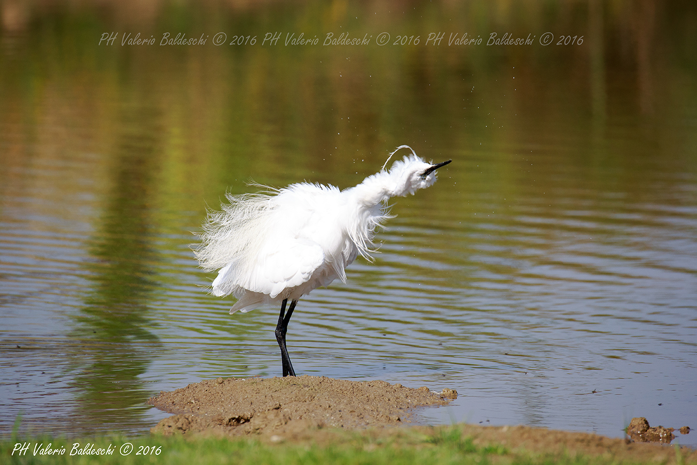 egret in relax