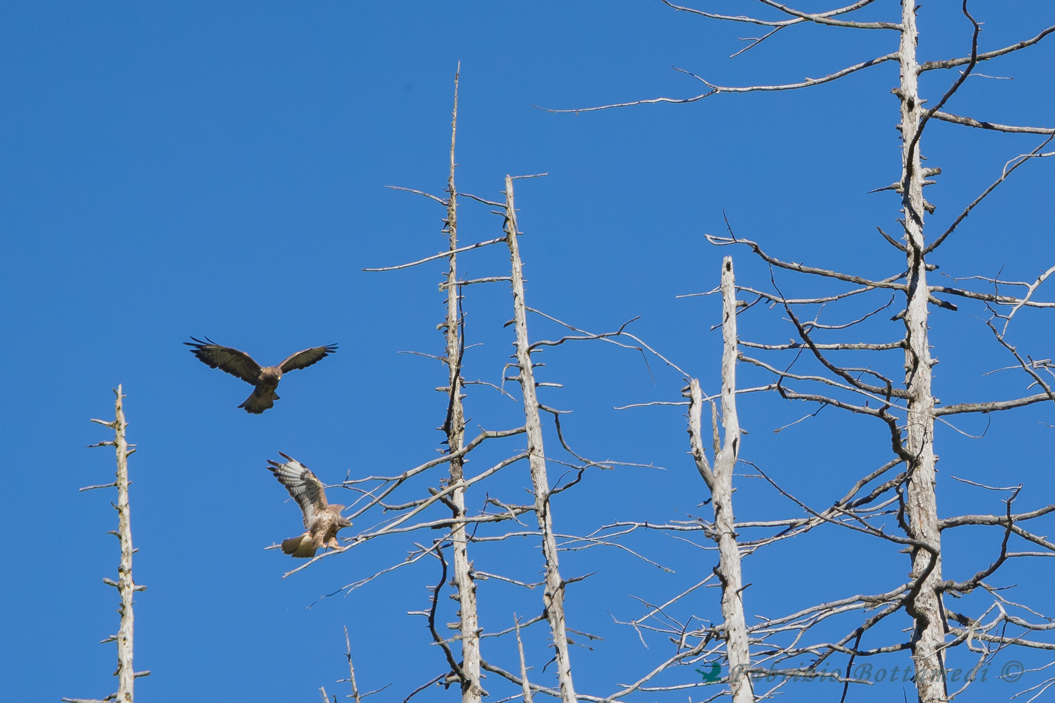 young buzzards games