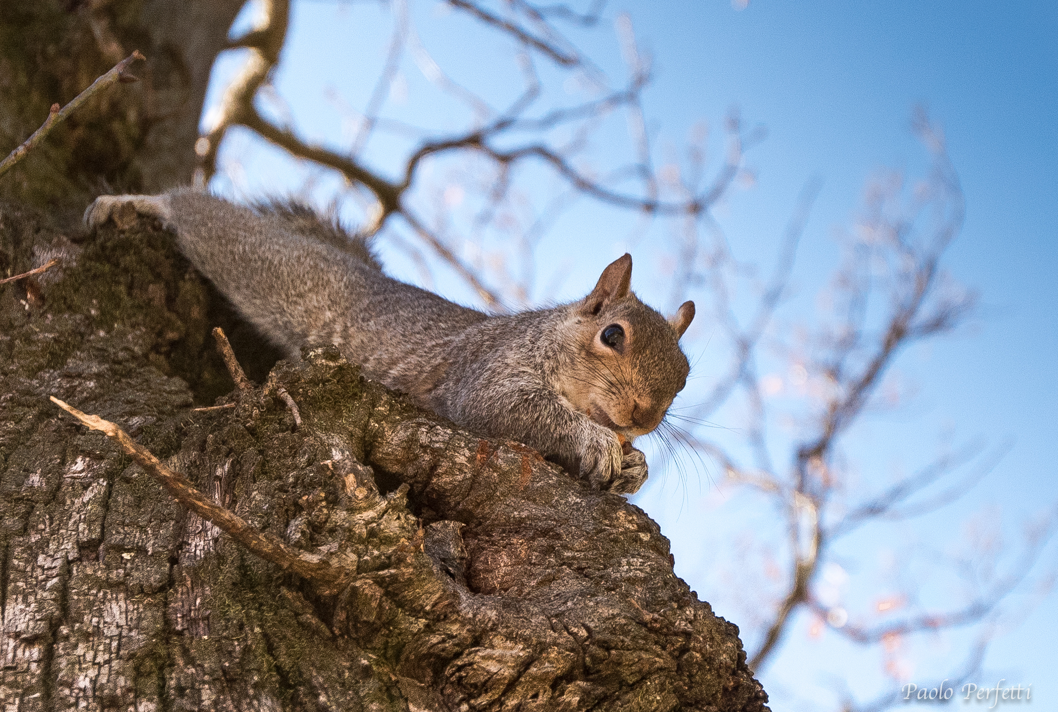 Scoiattolo Cape Town