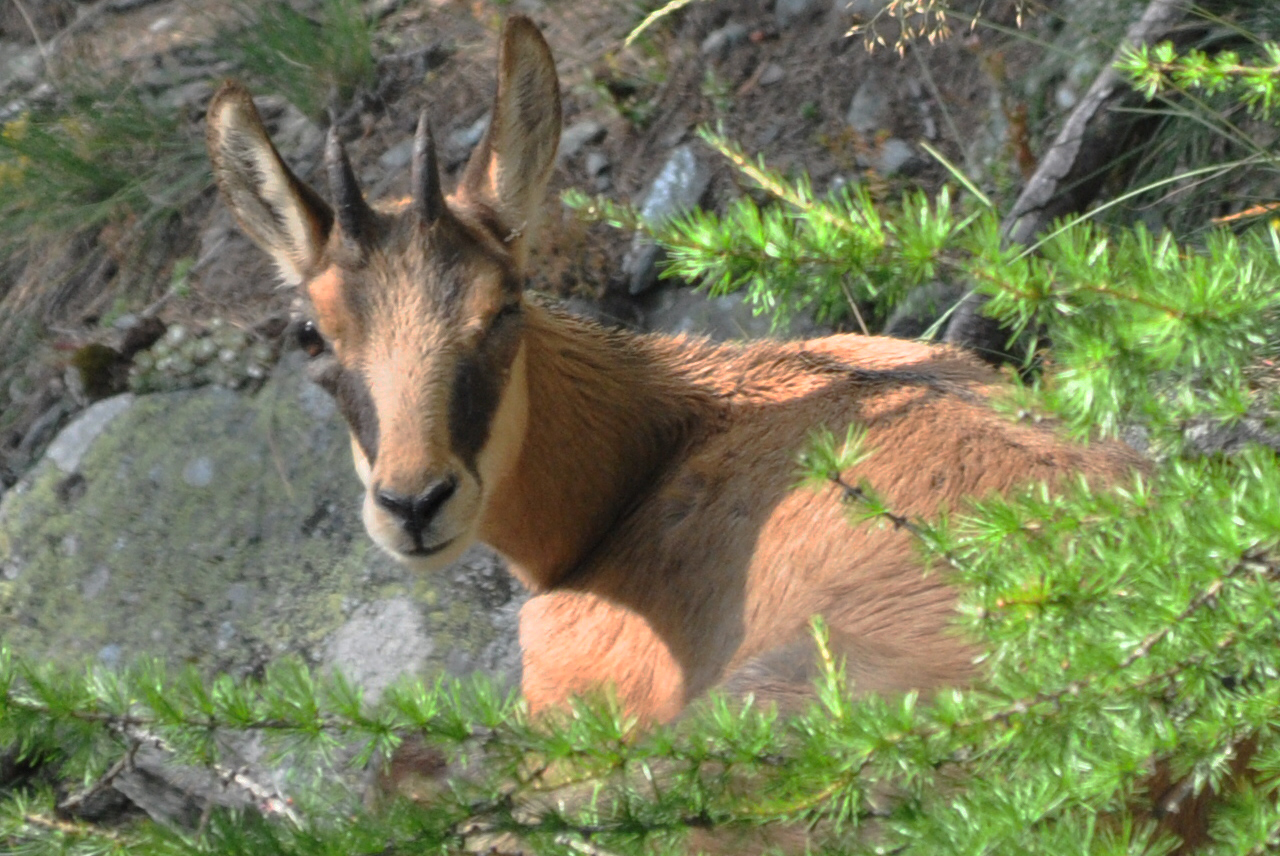 Camoscio in Val Chisone