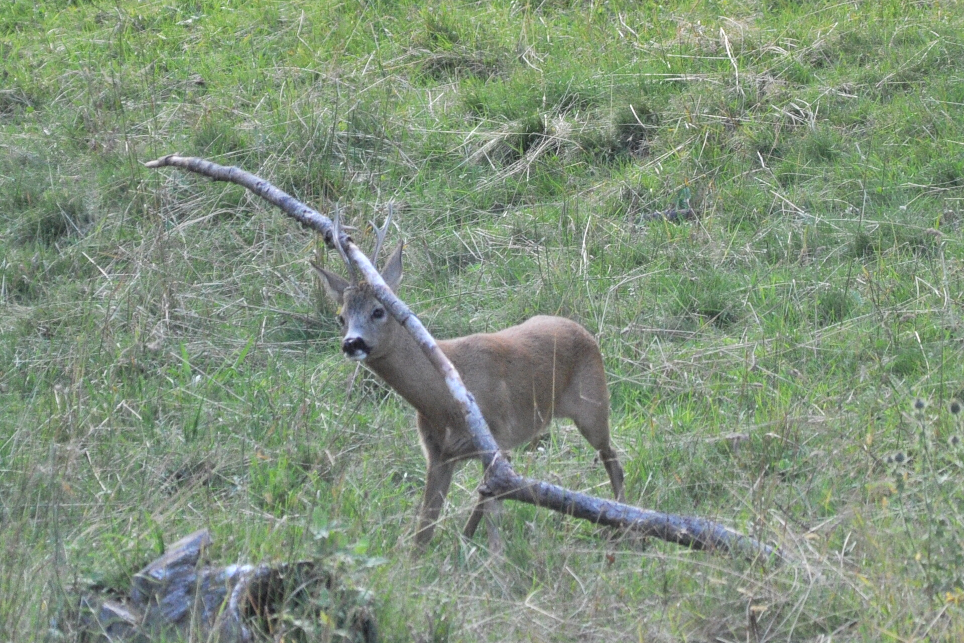 Capriolo "incastrato"...