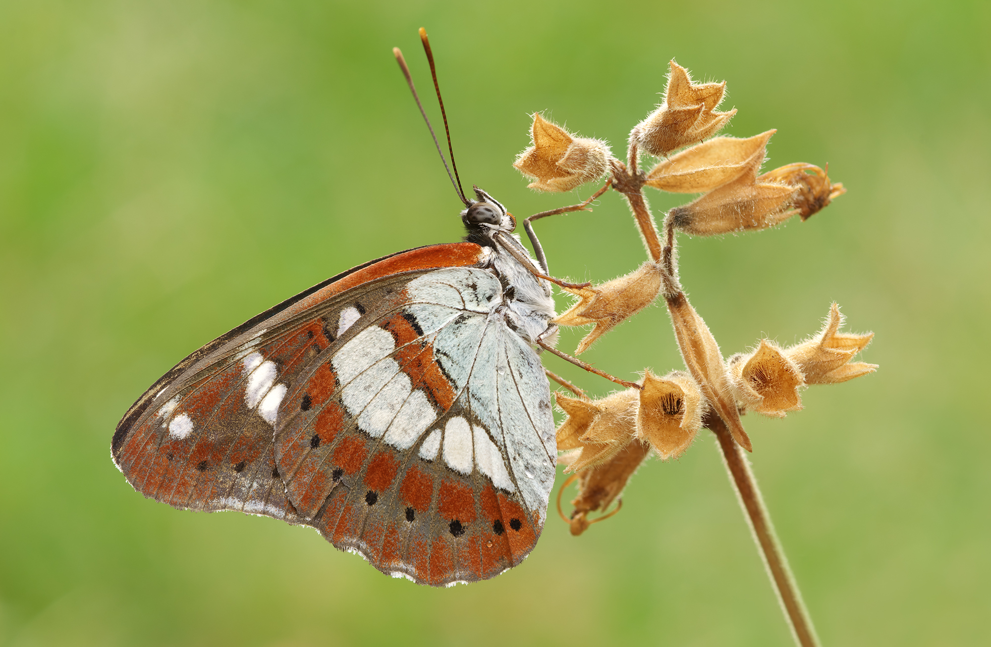 Limenitis reducta
