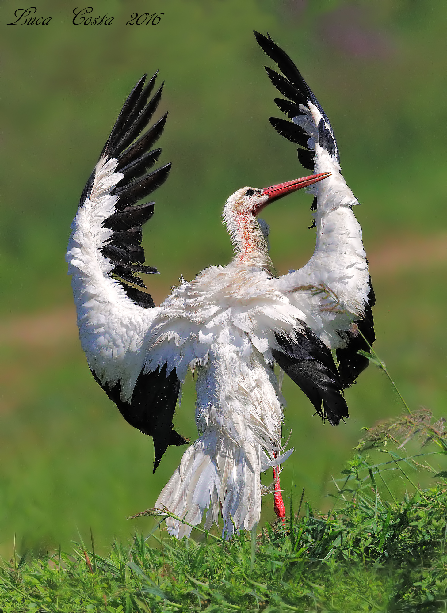 Stork