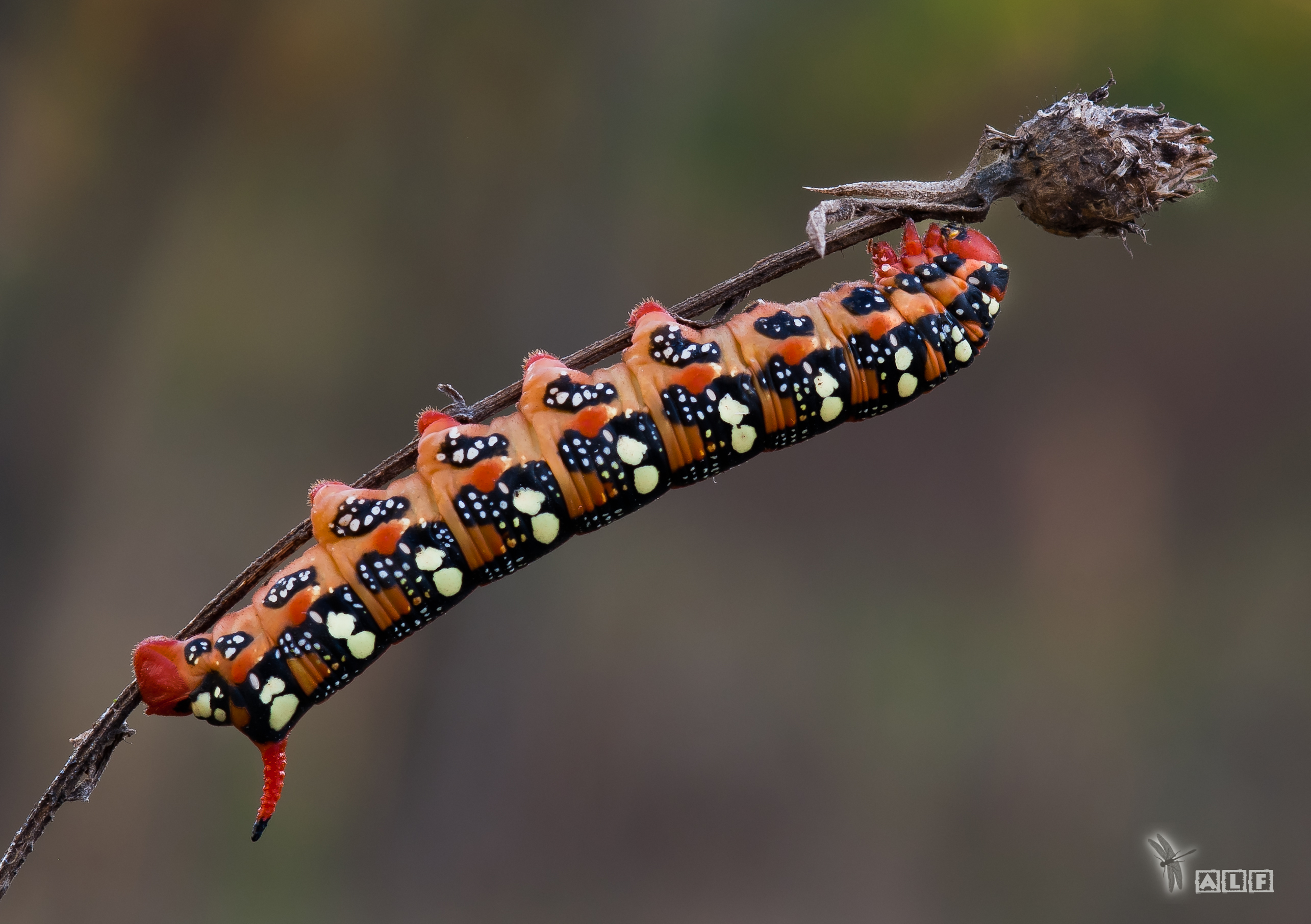 Caterpillar of a sphinx Euphorbia