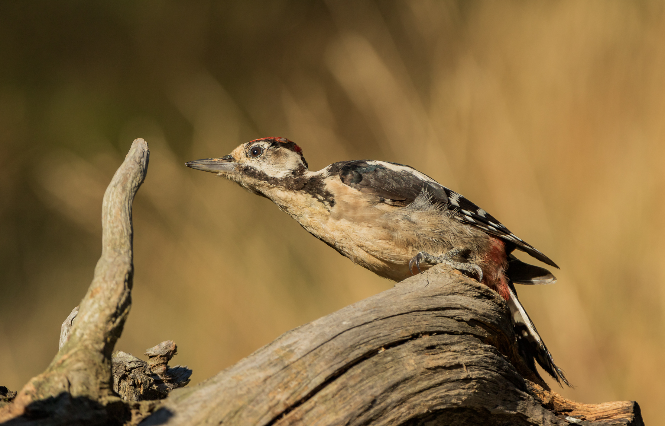 Picchio Rosso at sunset