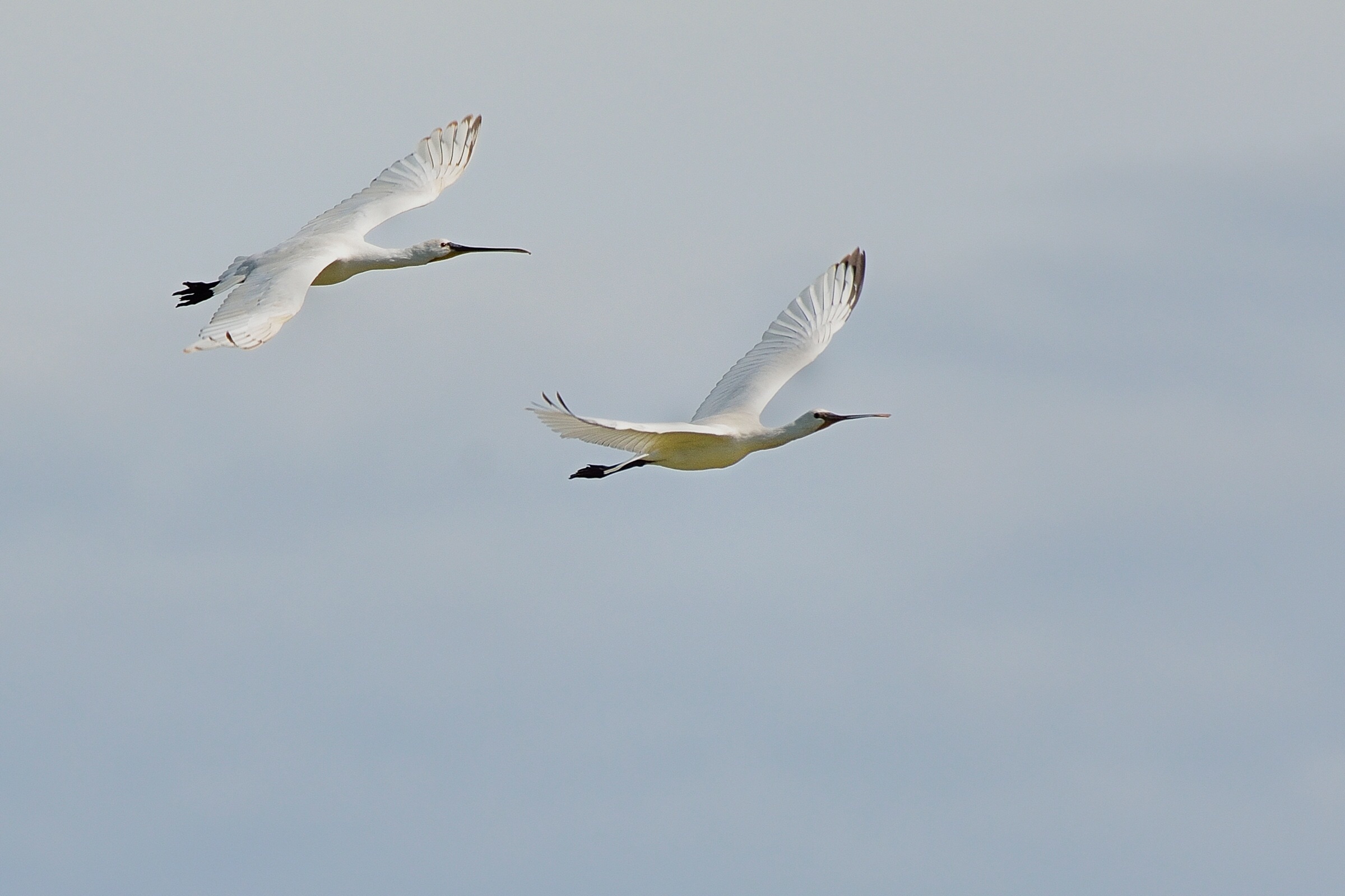 My first spatulas on the fly ...