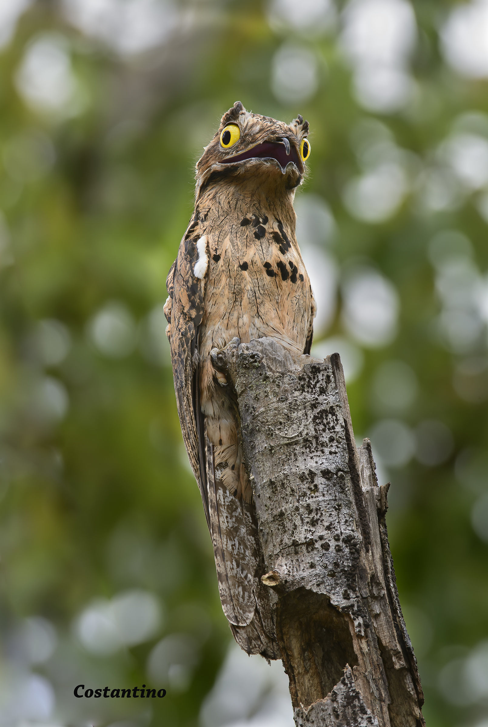 Nictibio de cola larga ( Nyctibius aethereus )