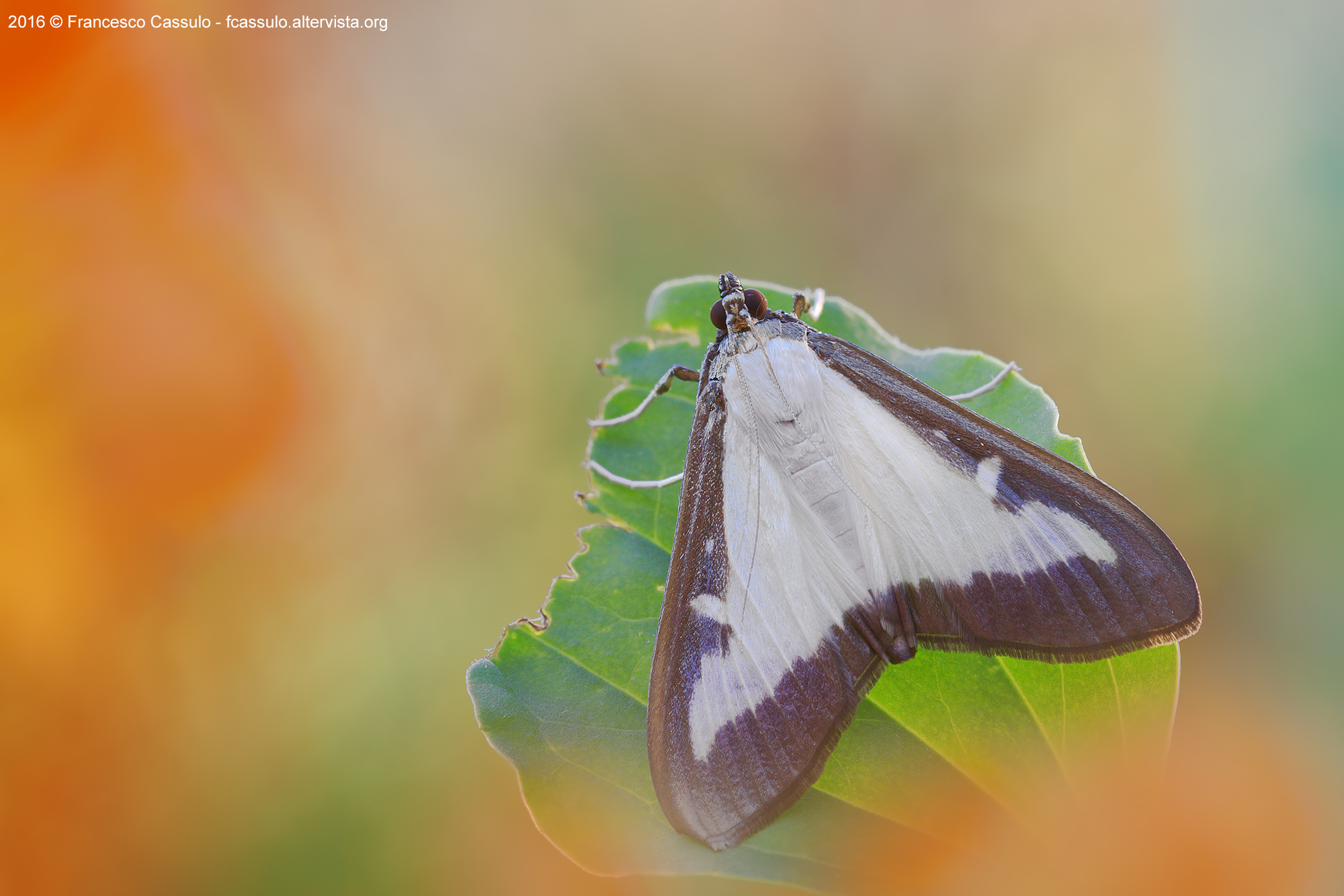 Cydalima perspectalis (Walker, 1859)