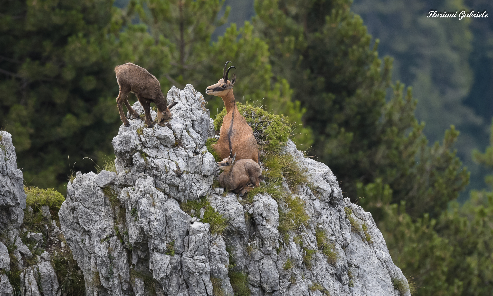 camoscia con piccoli