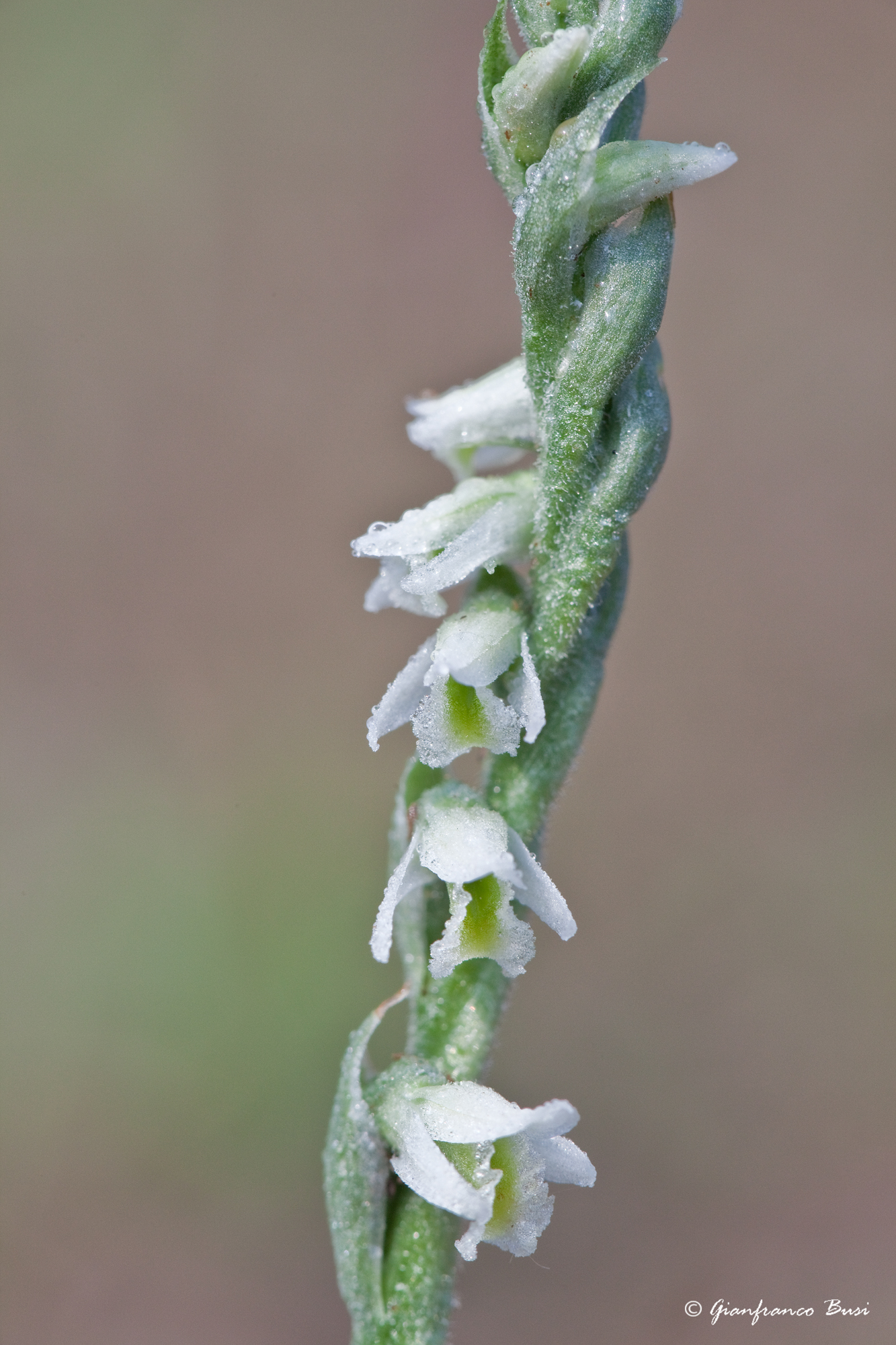 spiranthes spiralis