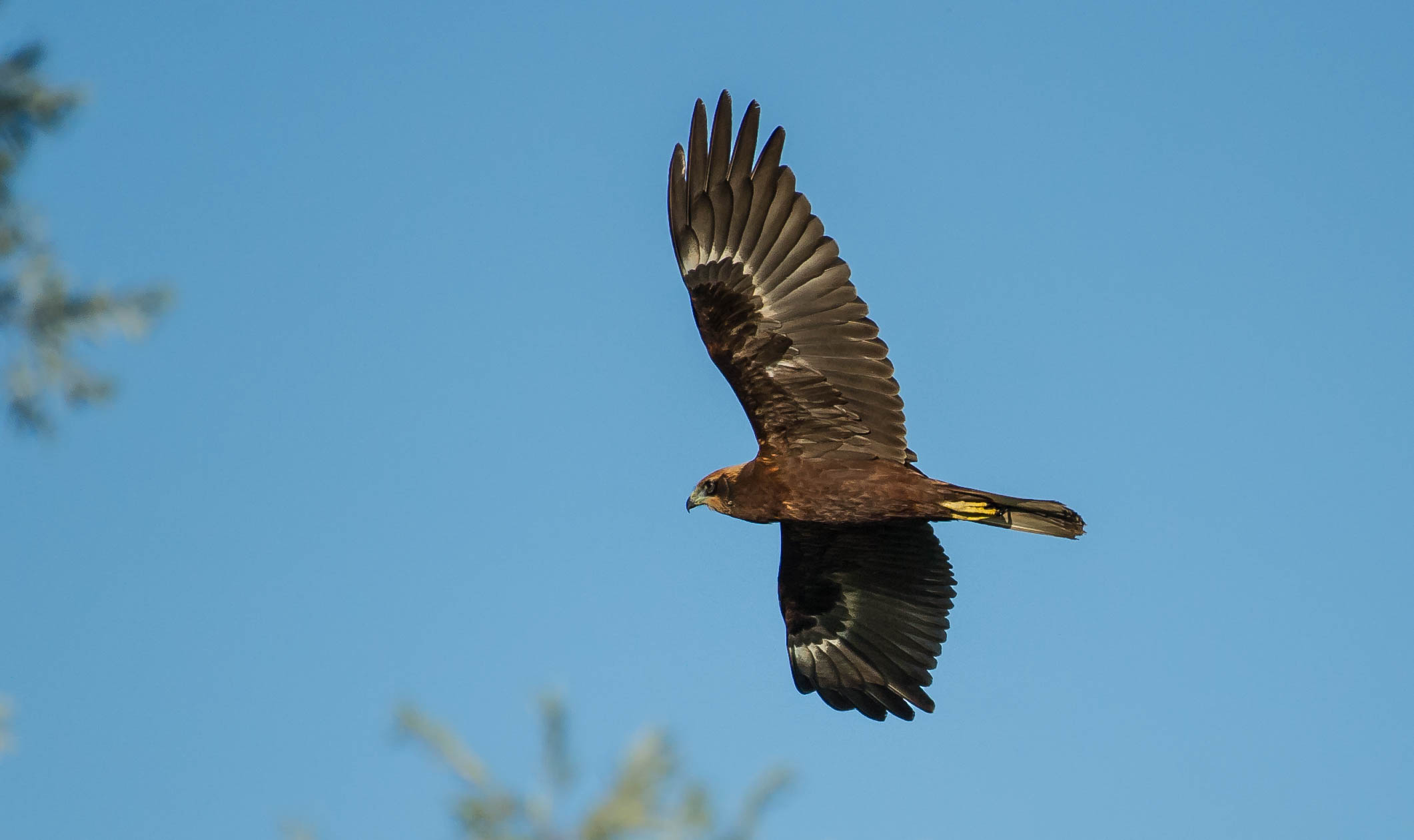 marsh harrier