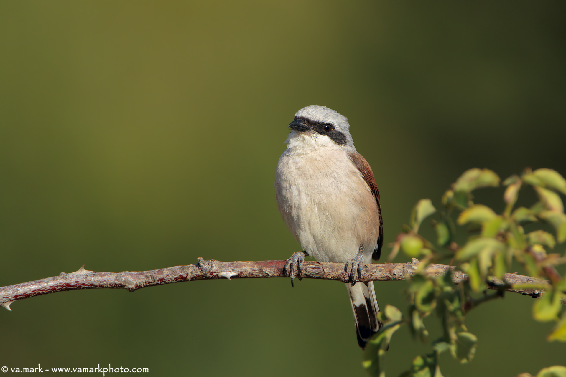 Lesser Grey Shrike