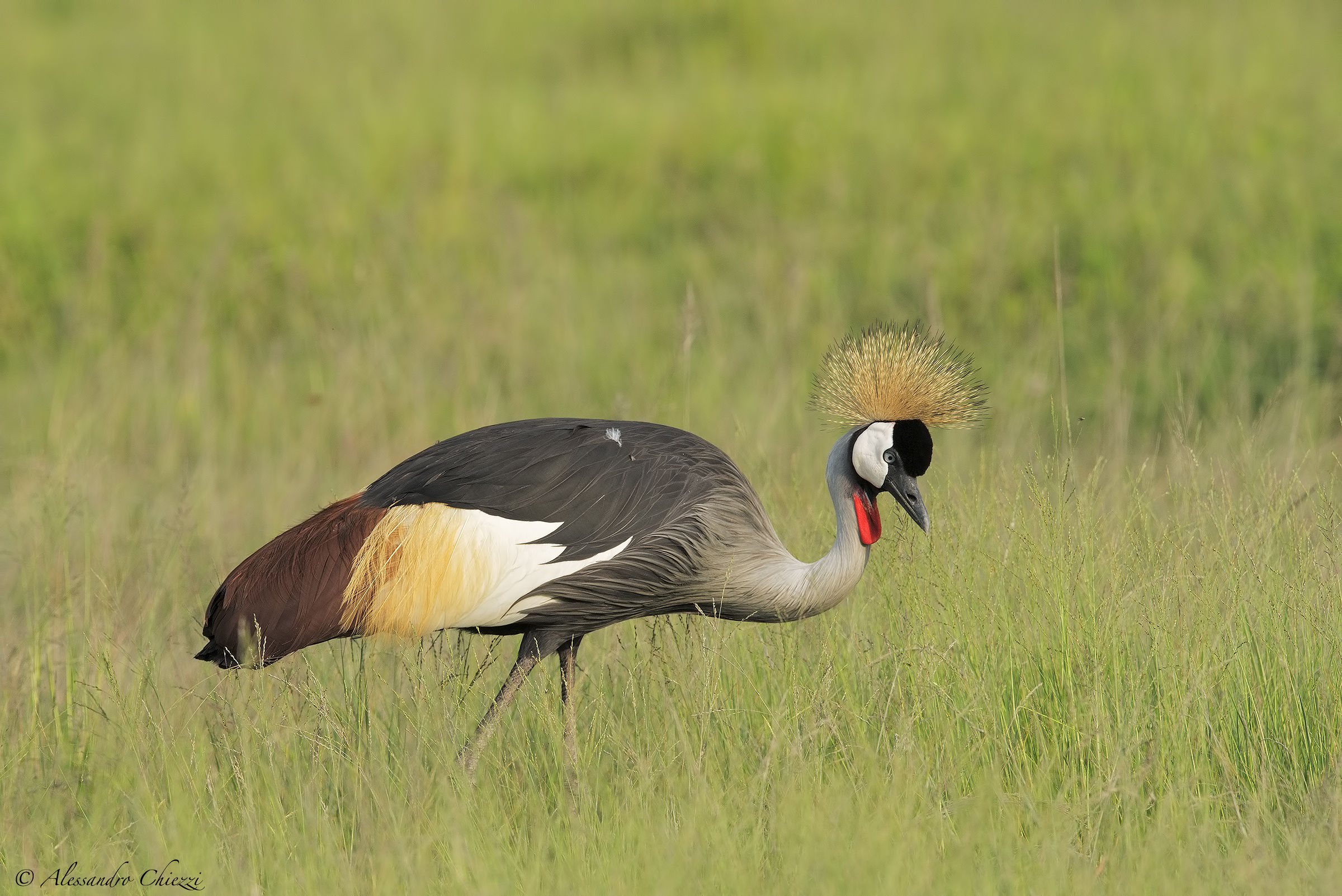 crowned crane