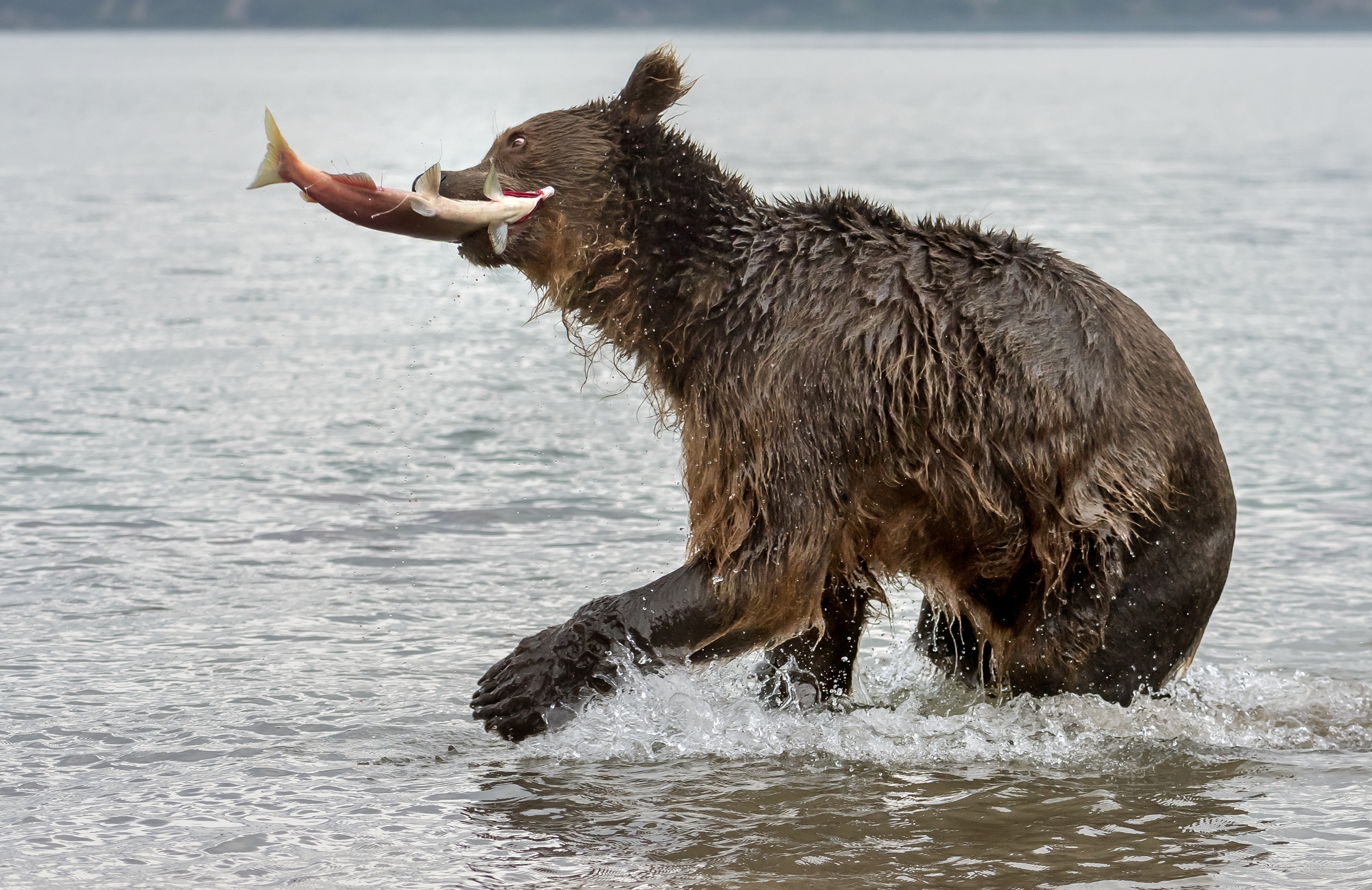 Kamchatka 2016 - Scuotimento del salmone