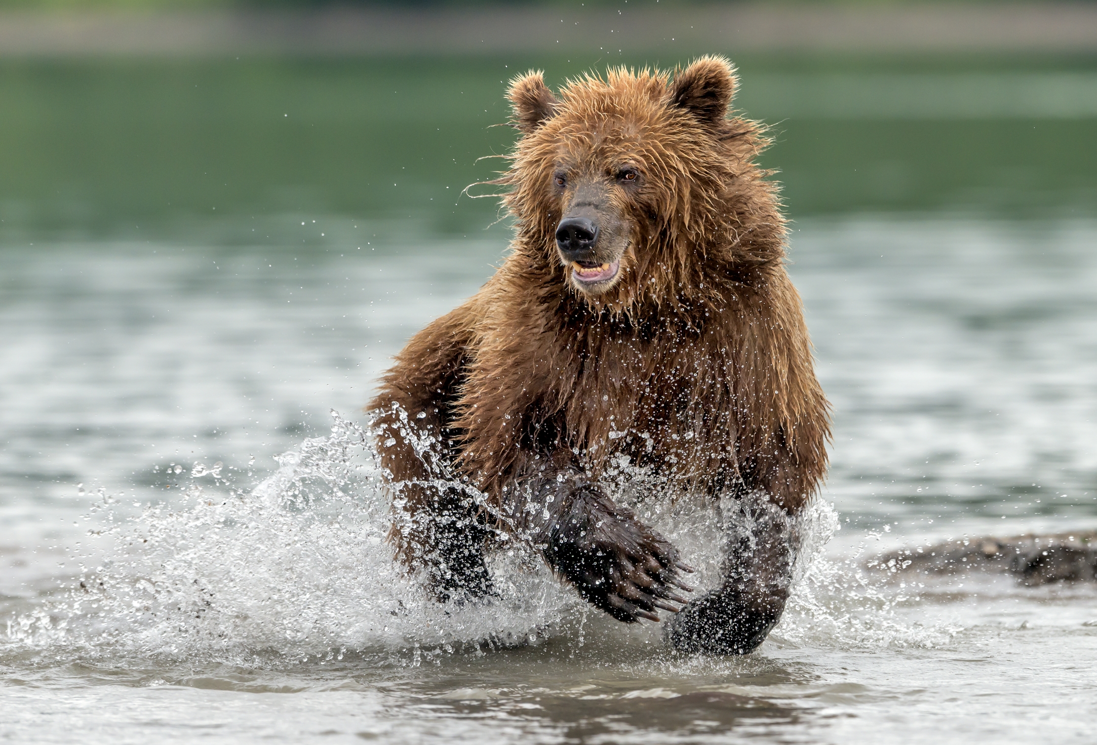Kamchatka 2016 - Hunting