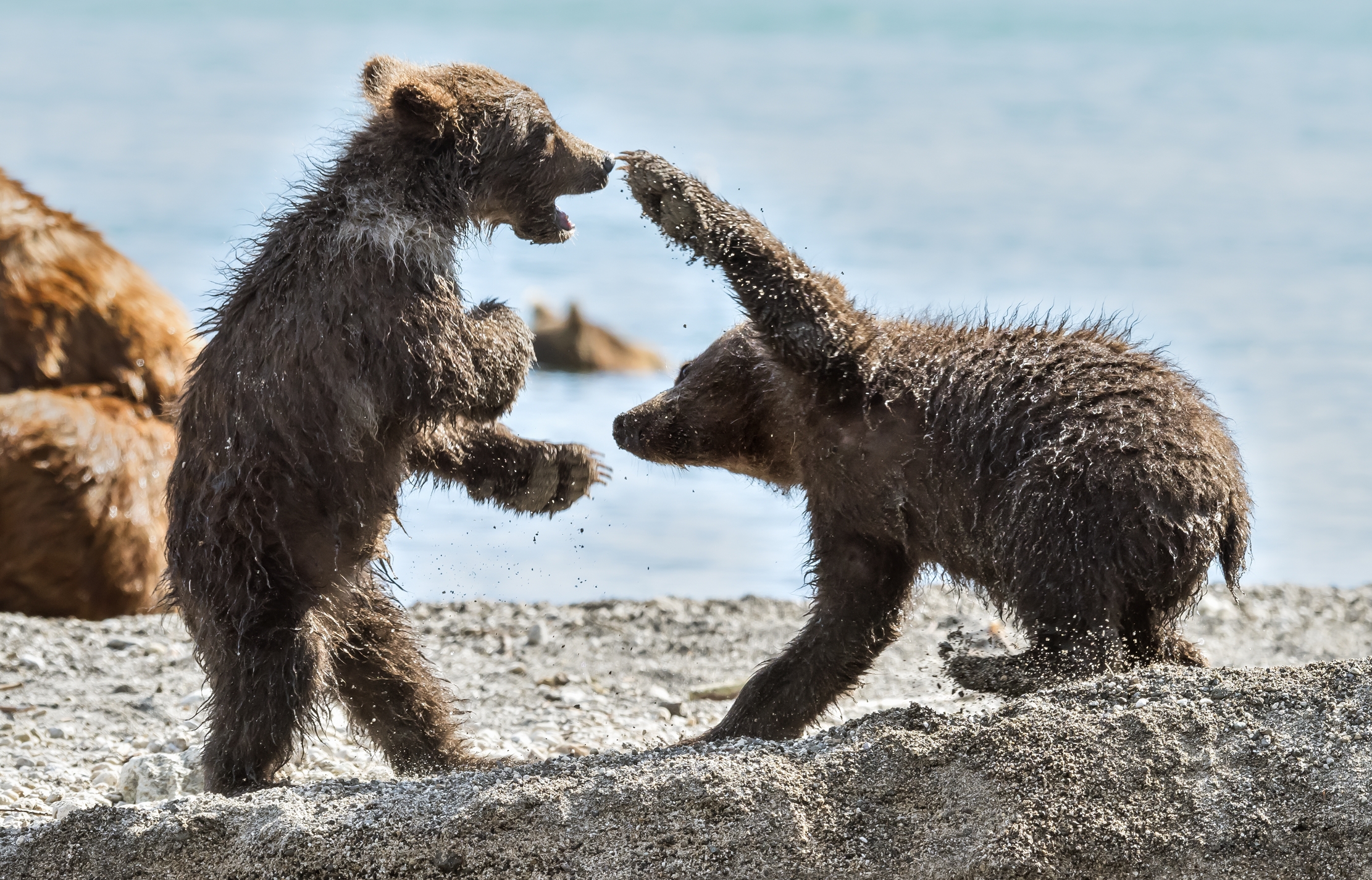 Kamchatka 2016 - Giochi acrobatici