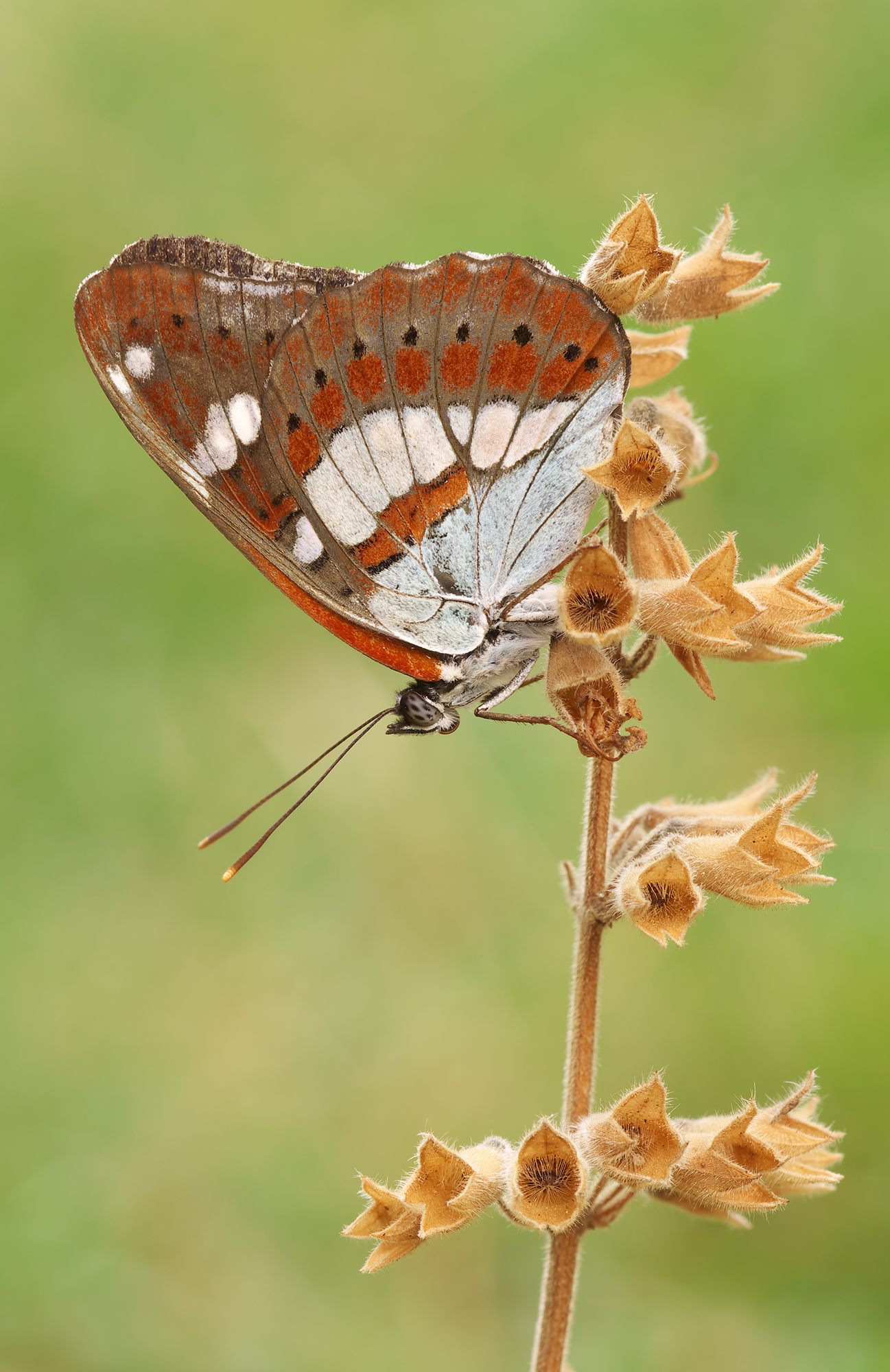 Limenitis reducta