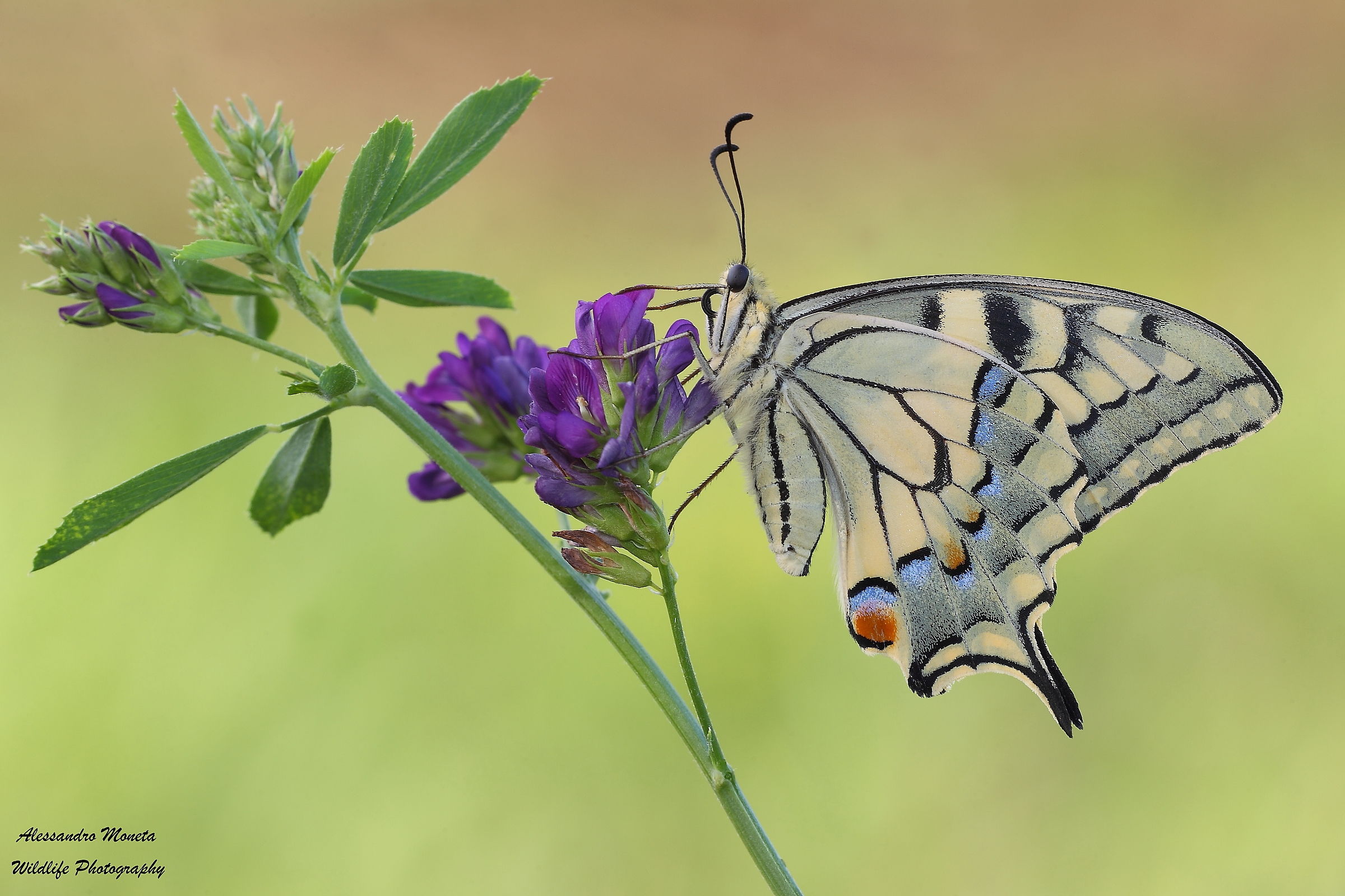 His Majesty 'the Machaon