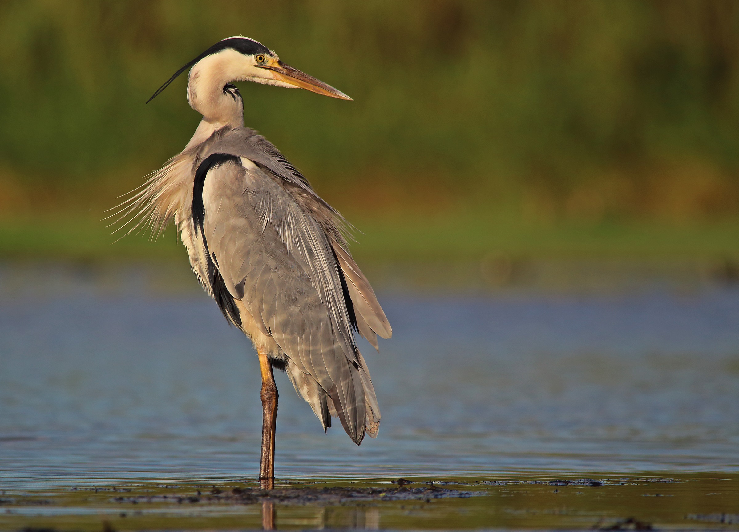 Grey Heron