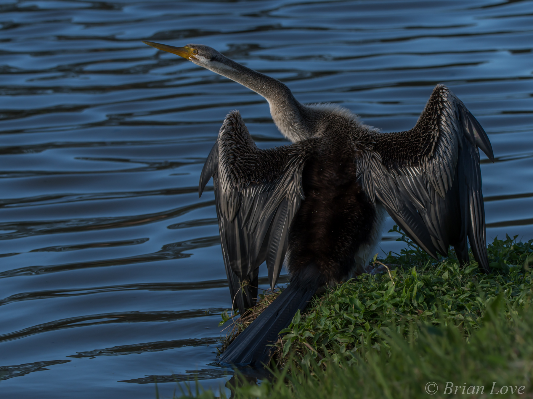 Australian Darter - Anhinga novaehollandiae
