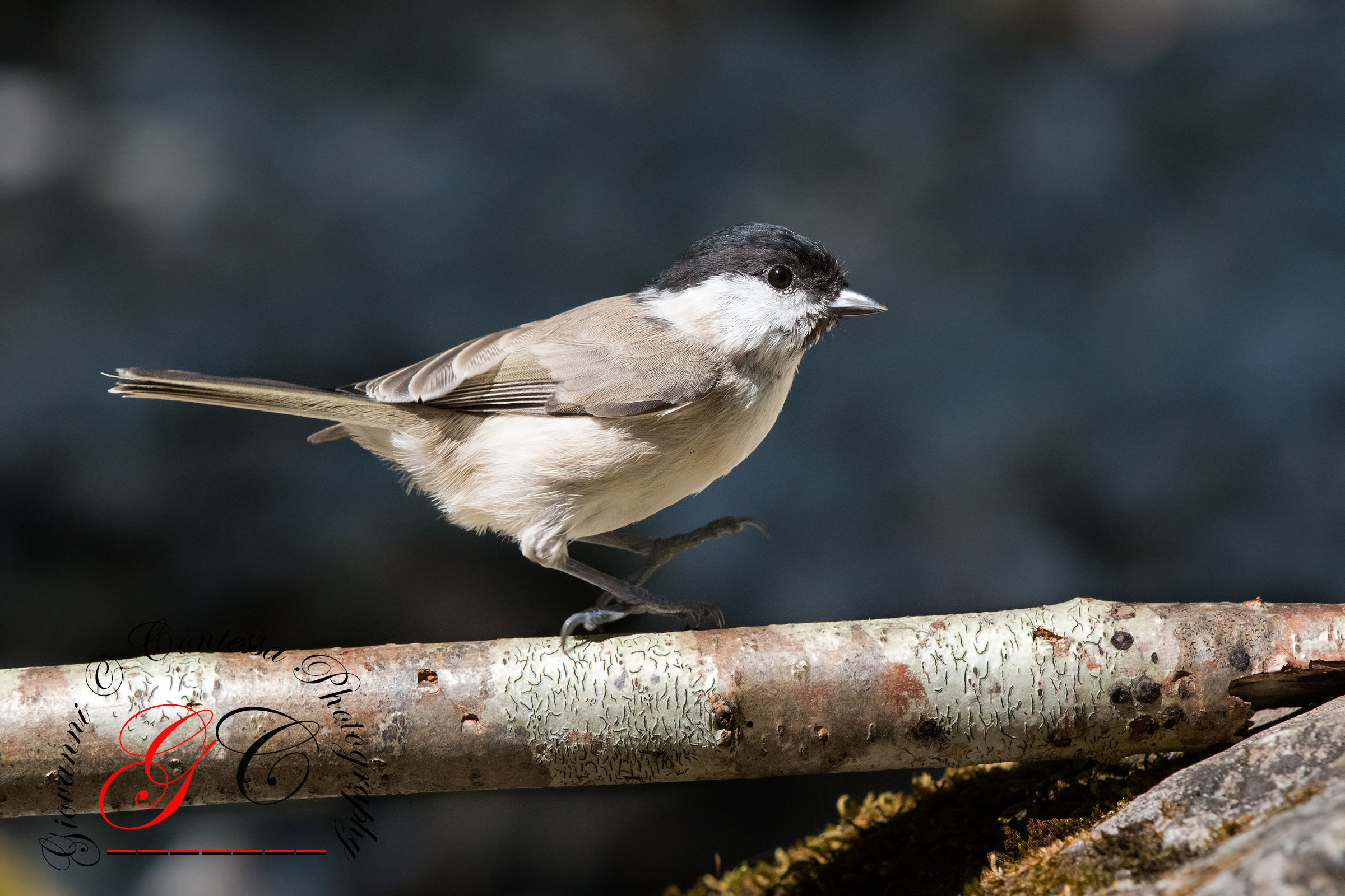 willow tit ... dancer