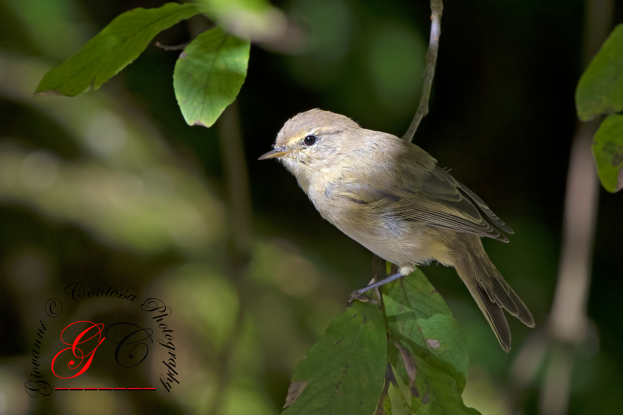 great warbler