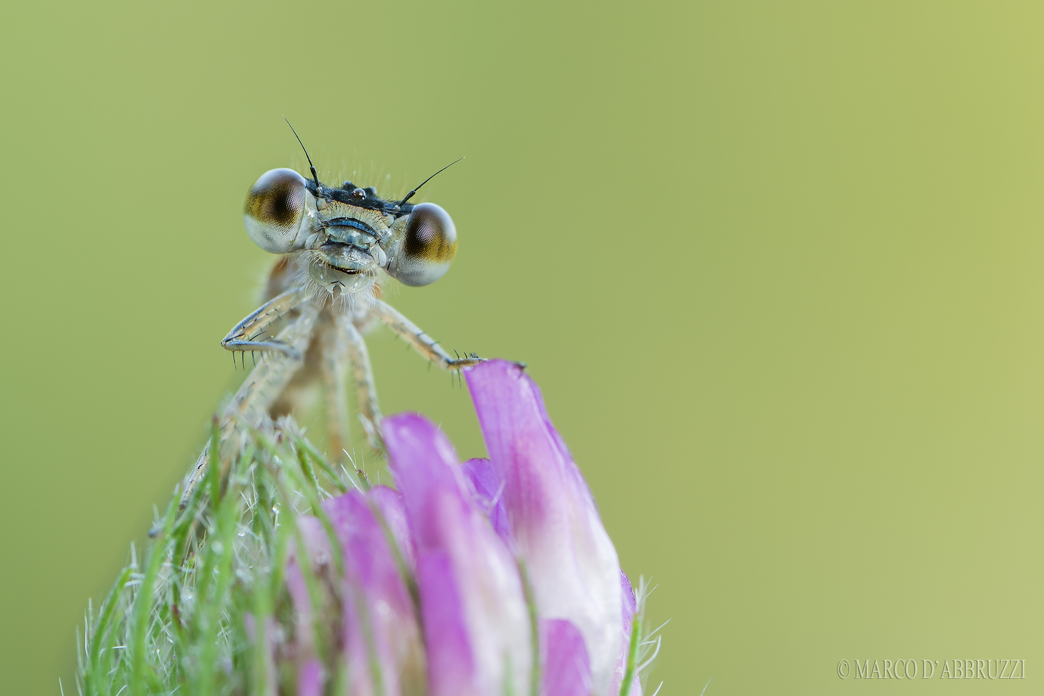 Blue-tailed damselfly portrait ...