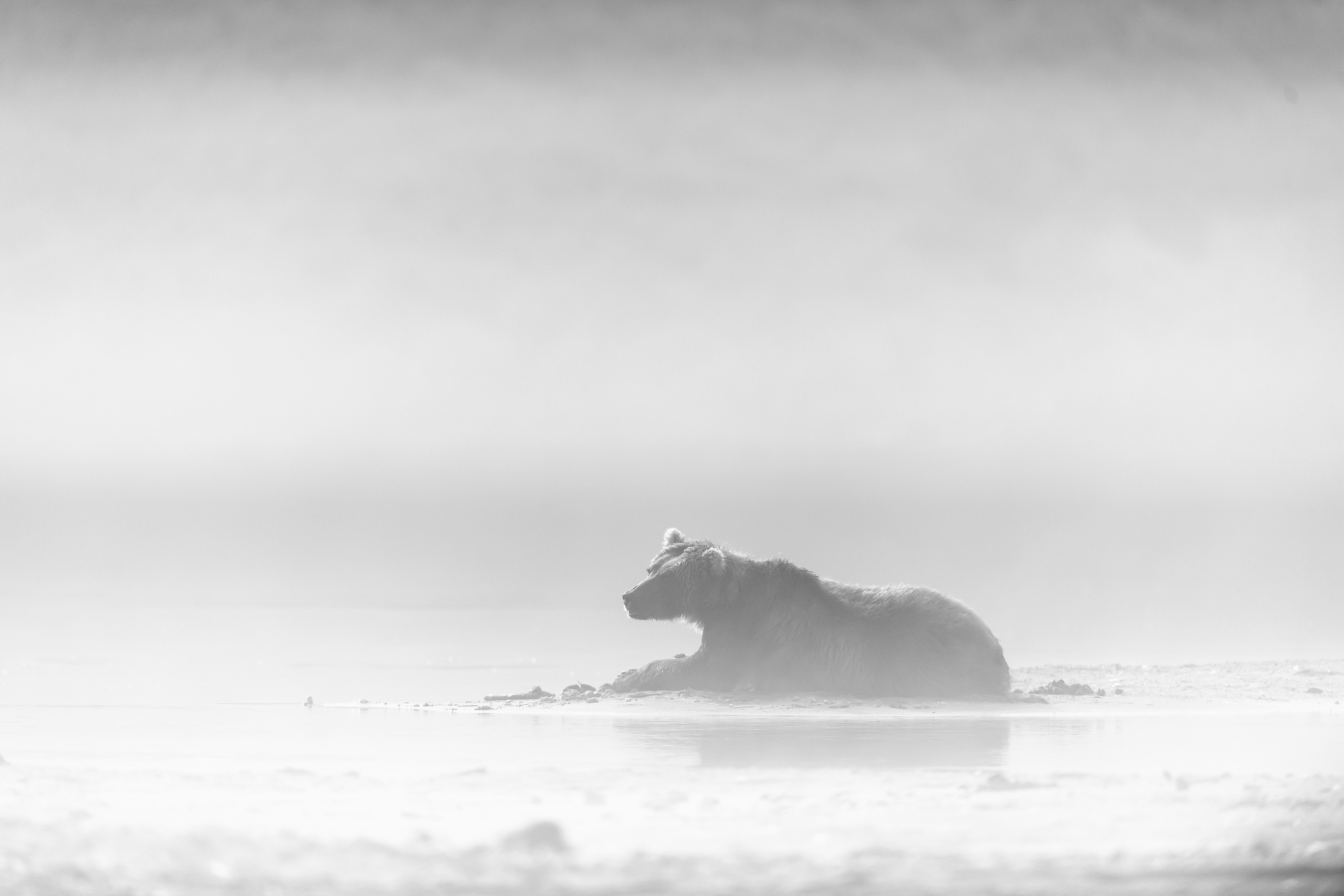 Kamchatka 2016 - Atmosfere mattutine (high key)