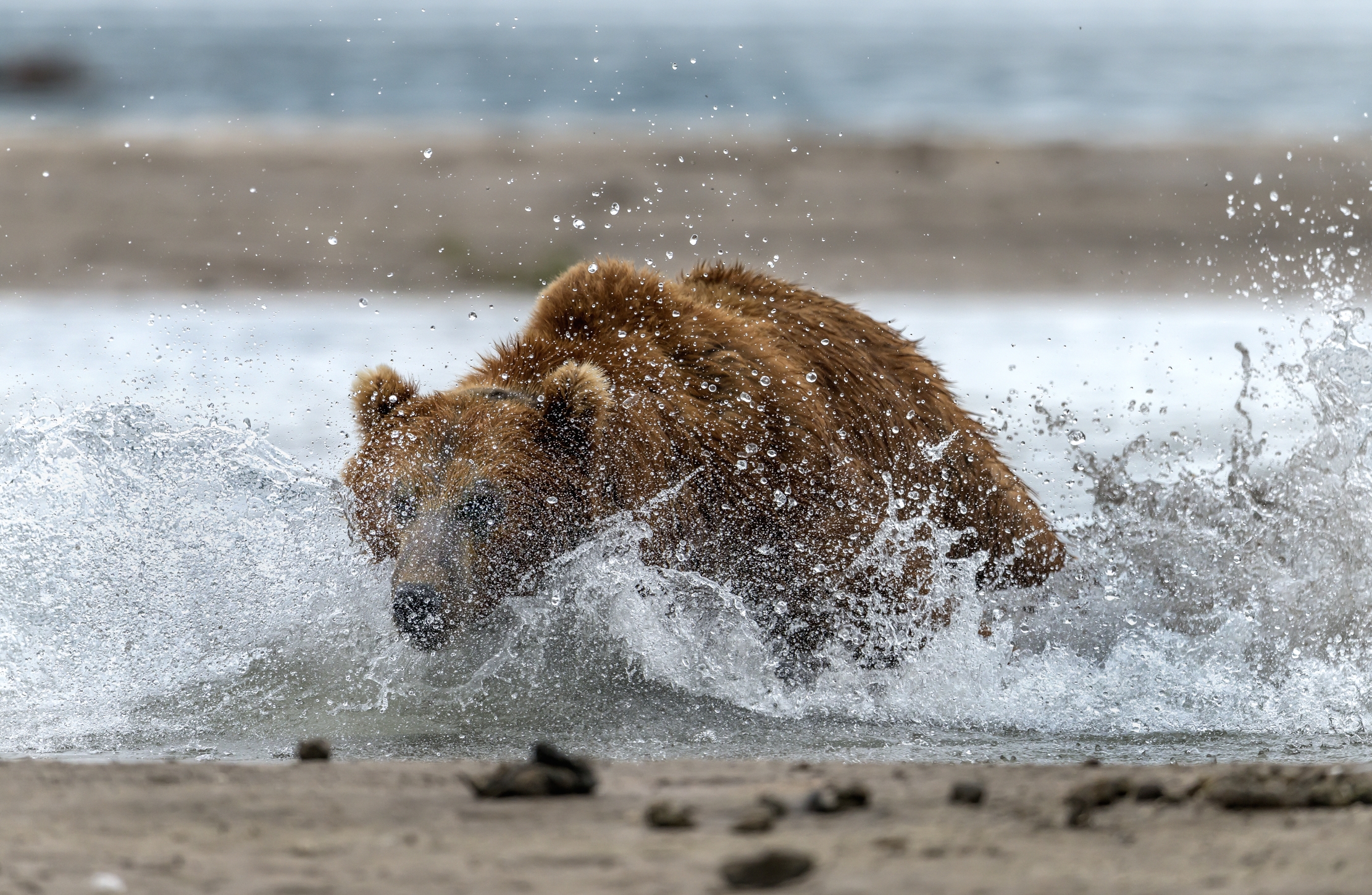 Kamchatka 2016 - Scene di caccia