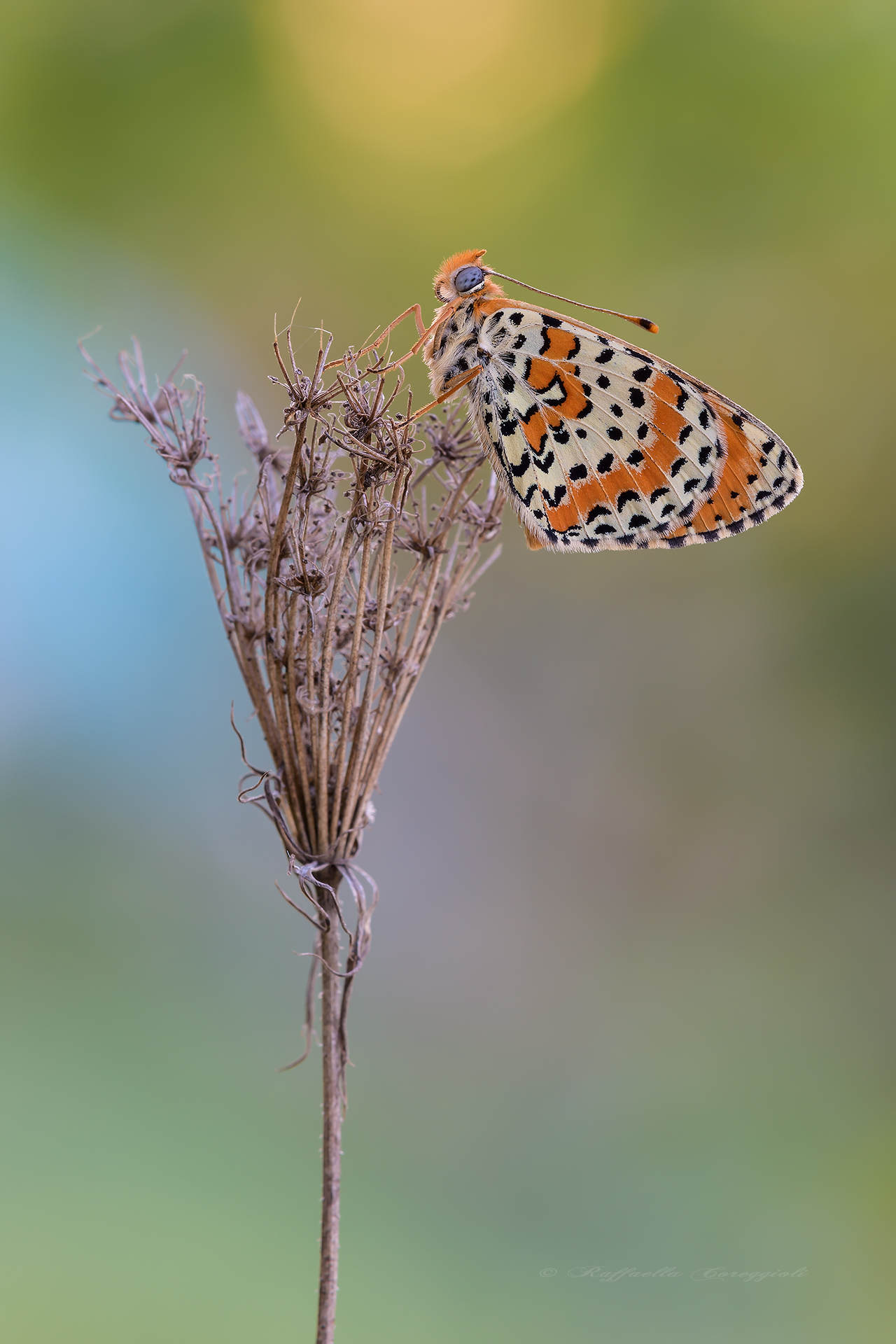 Il posatoio della didyma